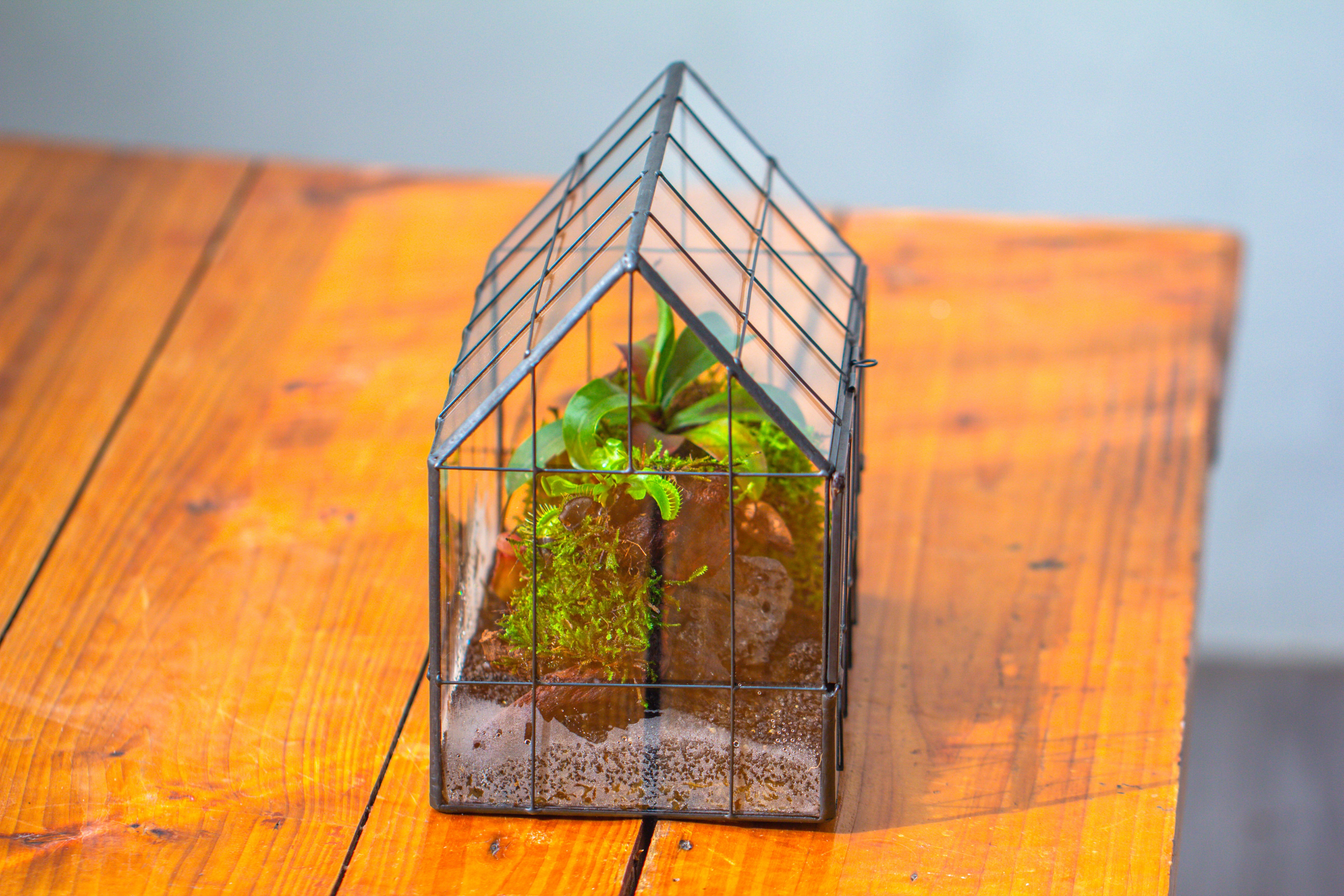 Vintge Greenhouse inspired tin and glass geometric Terrarium, side door, Close, for moss, fern, shade plants, micro landscape - NCYPgarden