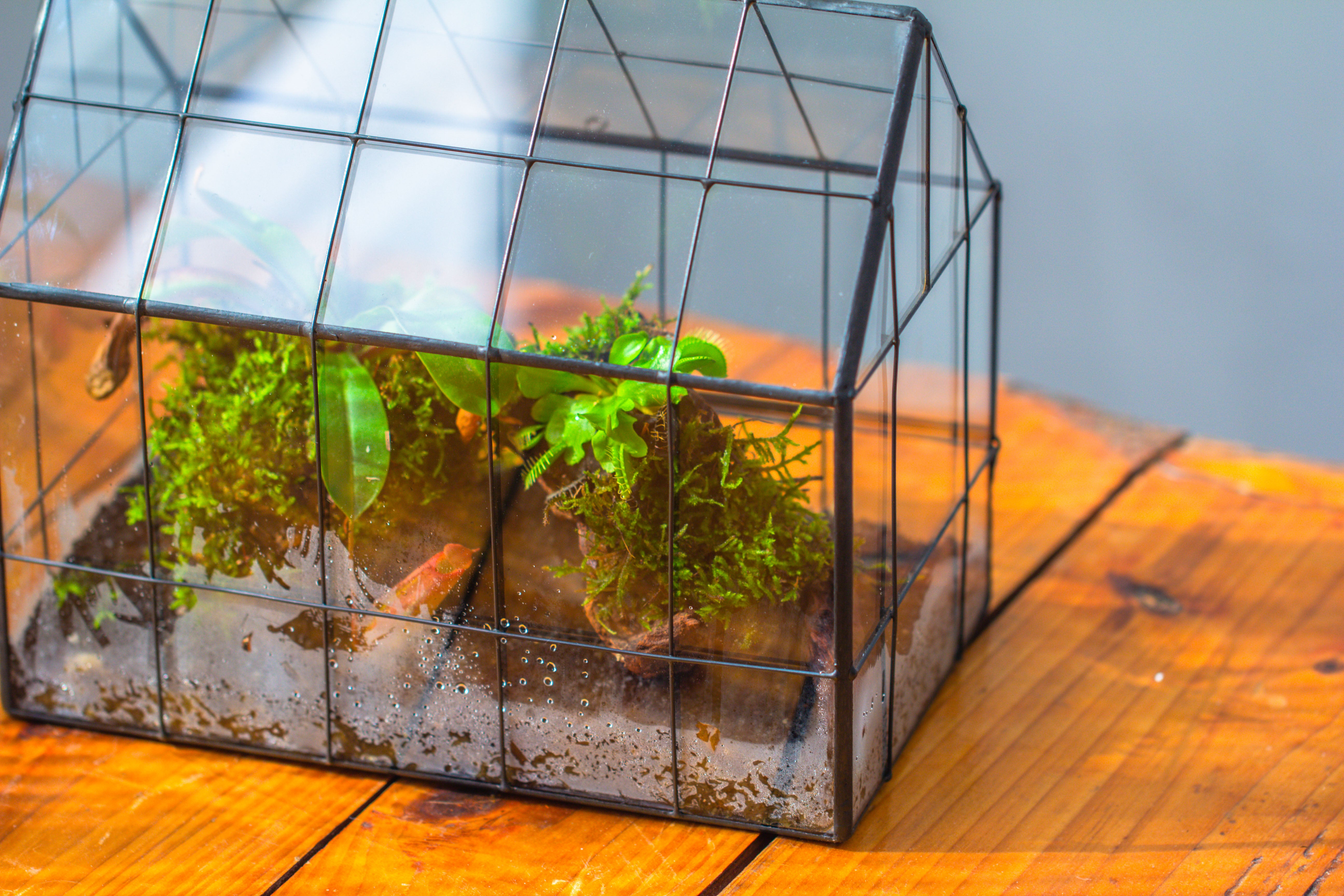 Vintge Greenhouse inspired tin and glass geometric Terrarium, side door, Close, for moss, fern, shade plants, micro landscape - NCYPgarden