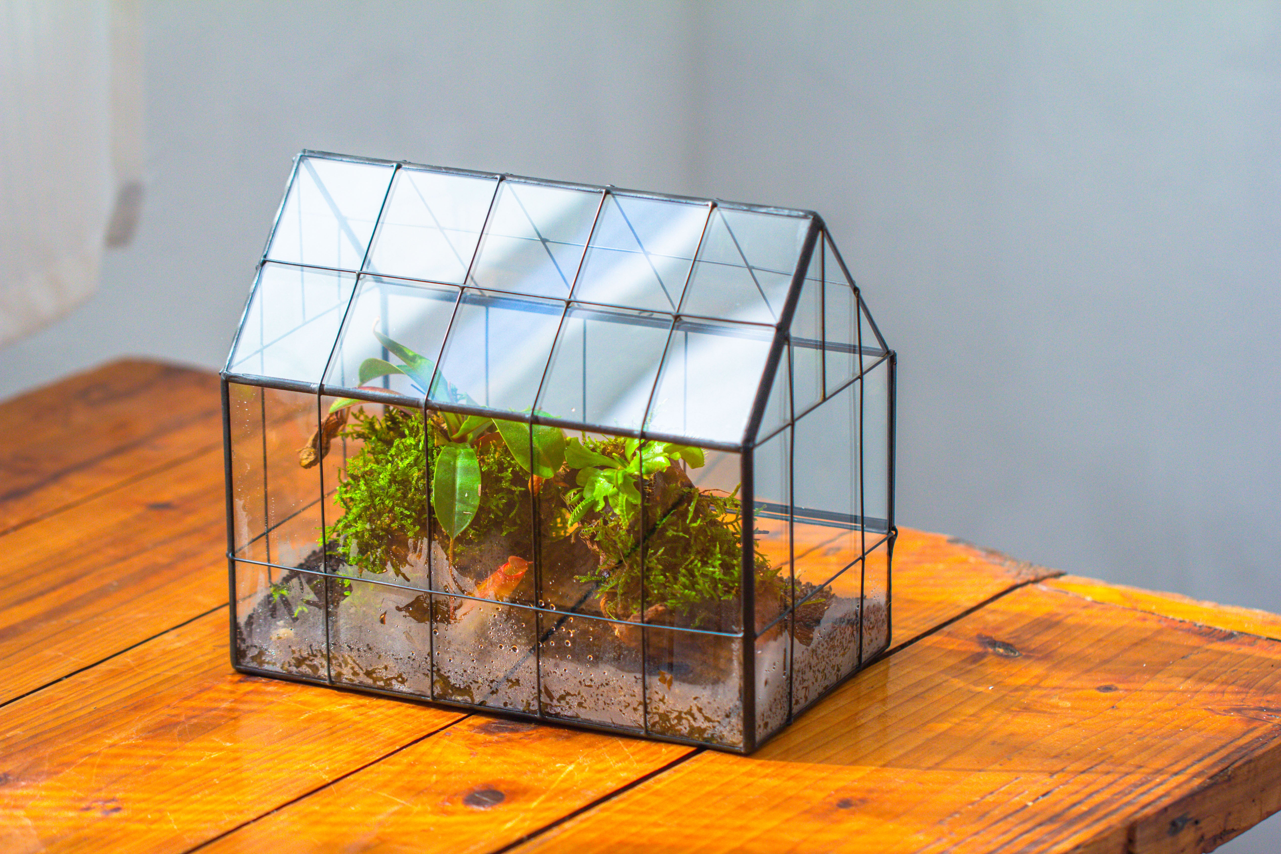 Vintge Greenhouse inspired tin and glass geometric Terrarium, side door, Close, for moss, fern, shade plants, micro landscape - NCYPgarden