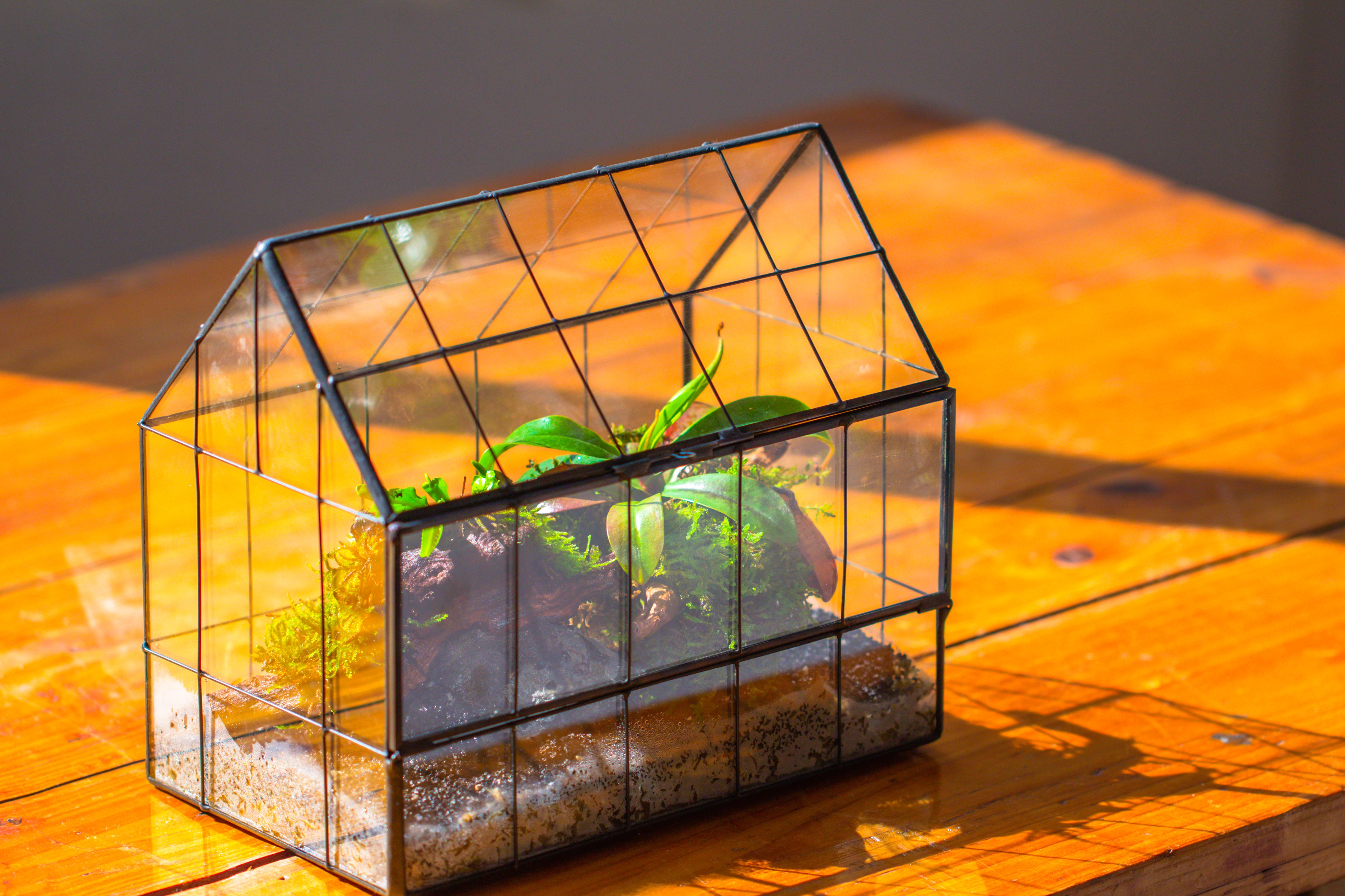 Vintge Greenhouse inspired tin and glass geometric Terrarium, side door, Close, for moss, fern, shade plants, micro landscape - NCYPgarden