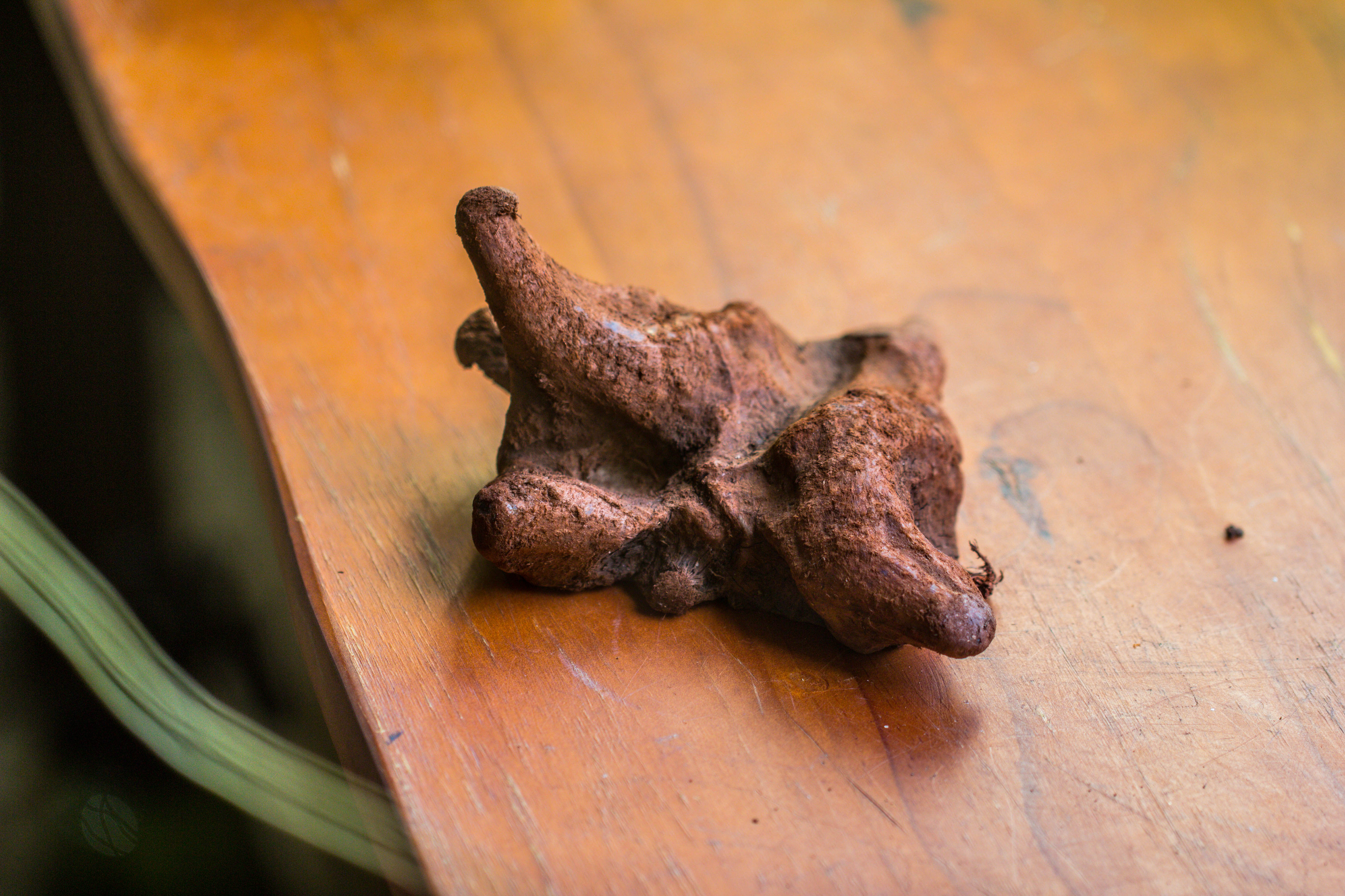 Copy of Natural driftwood for moss terrarium, miniature, micro landscape, unique  10-50, suitable for both live and preserved moss - NCYPgarden