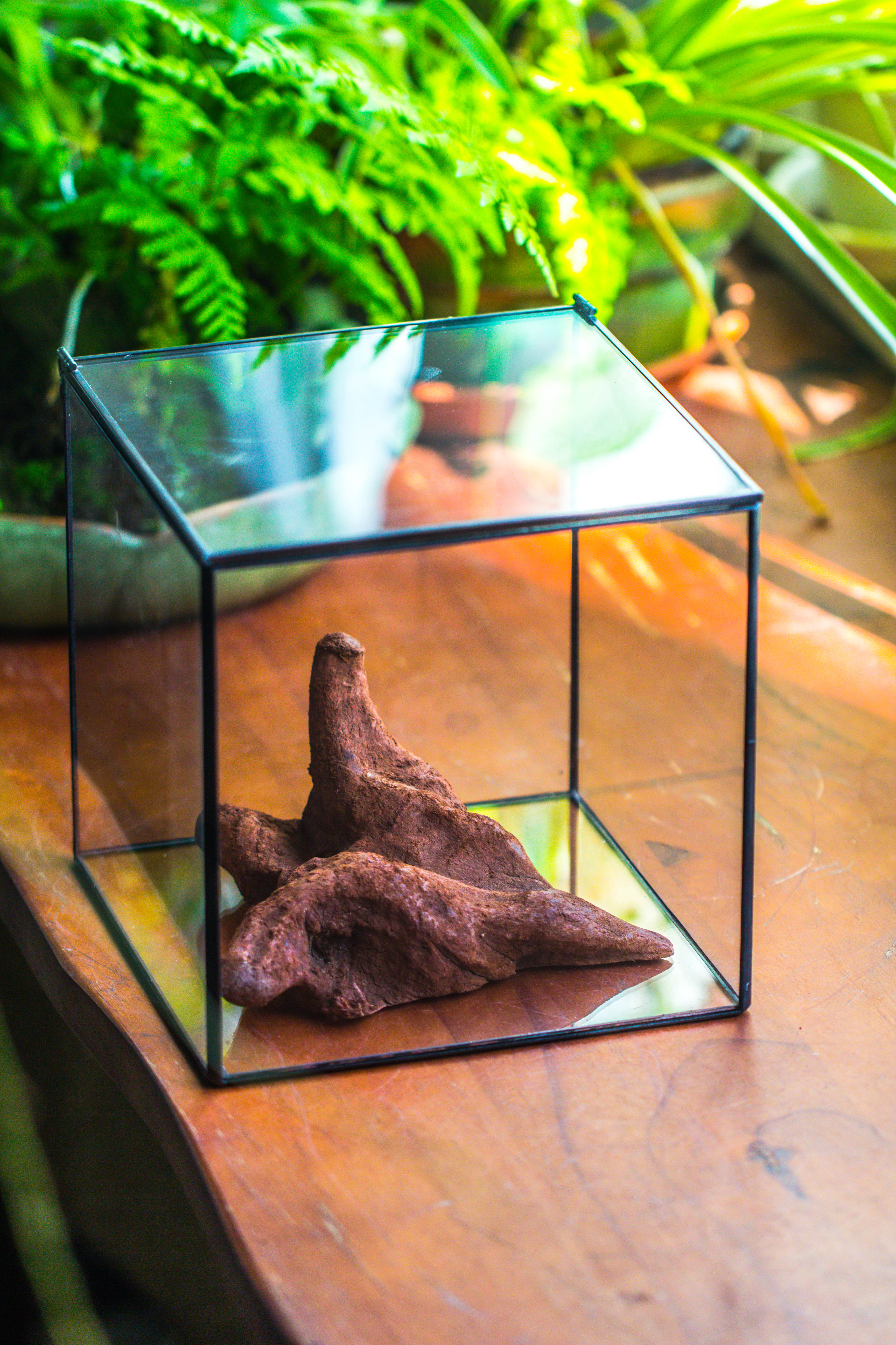 Copy of Natural driftwood for moss terrarium, miniature, micro landscape, unique  10-50, suitable for both live and preserved moss - NCYPgarden