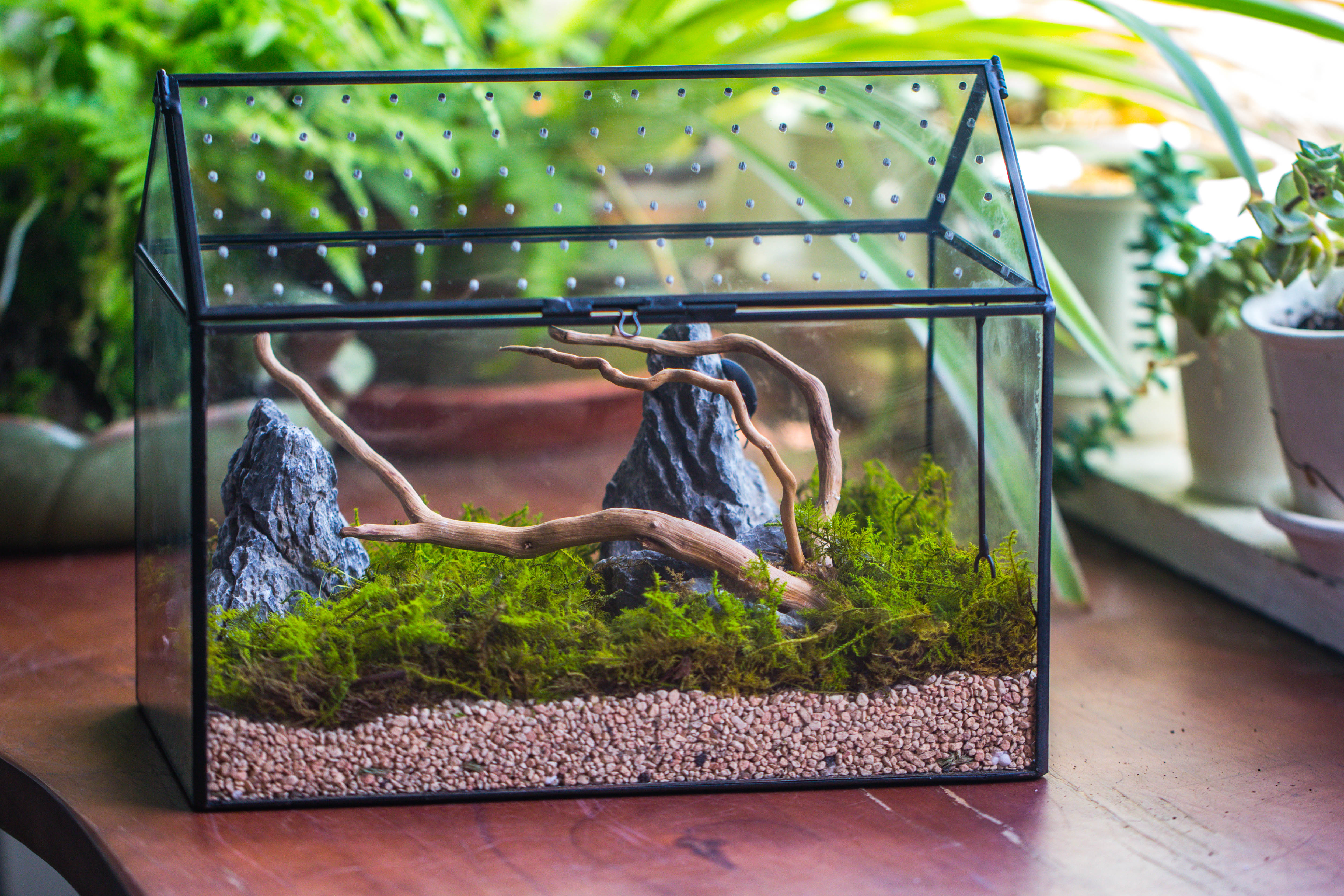 Handmade Close House-shaped Glass Terrarium Enclosure, with Acrylic Mesh Vent, for Jumping Spider, Snail Habitat, Terrarium Only - NCYPgarden