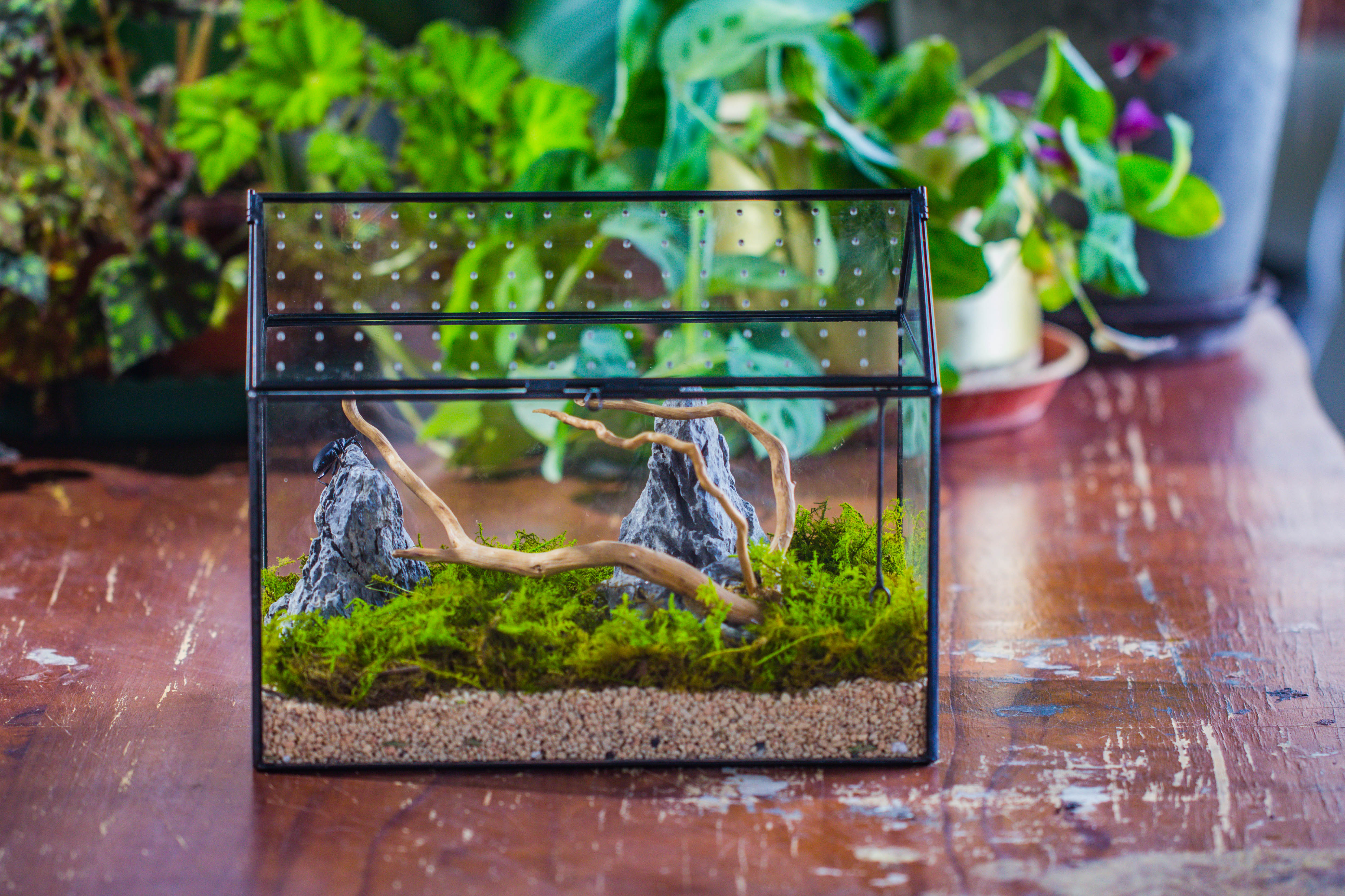 Handmade Close House-shaped Glass Terrarium Enclosure, with Acrylic Mesh Vent, for Jumping Spider, Snail Habitat, Terrarium Only - NCYPgarden