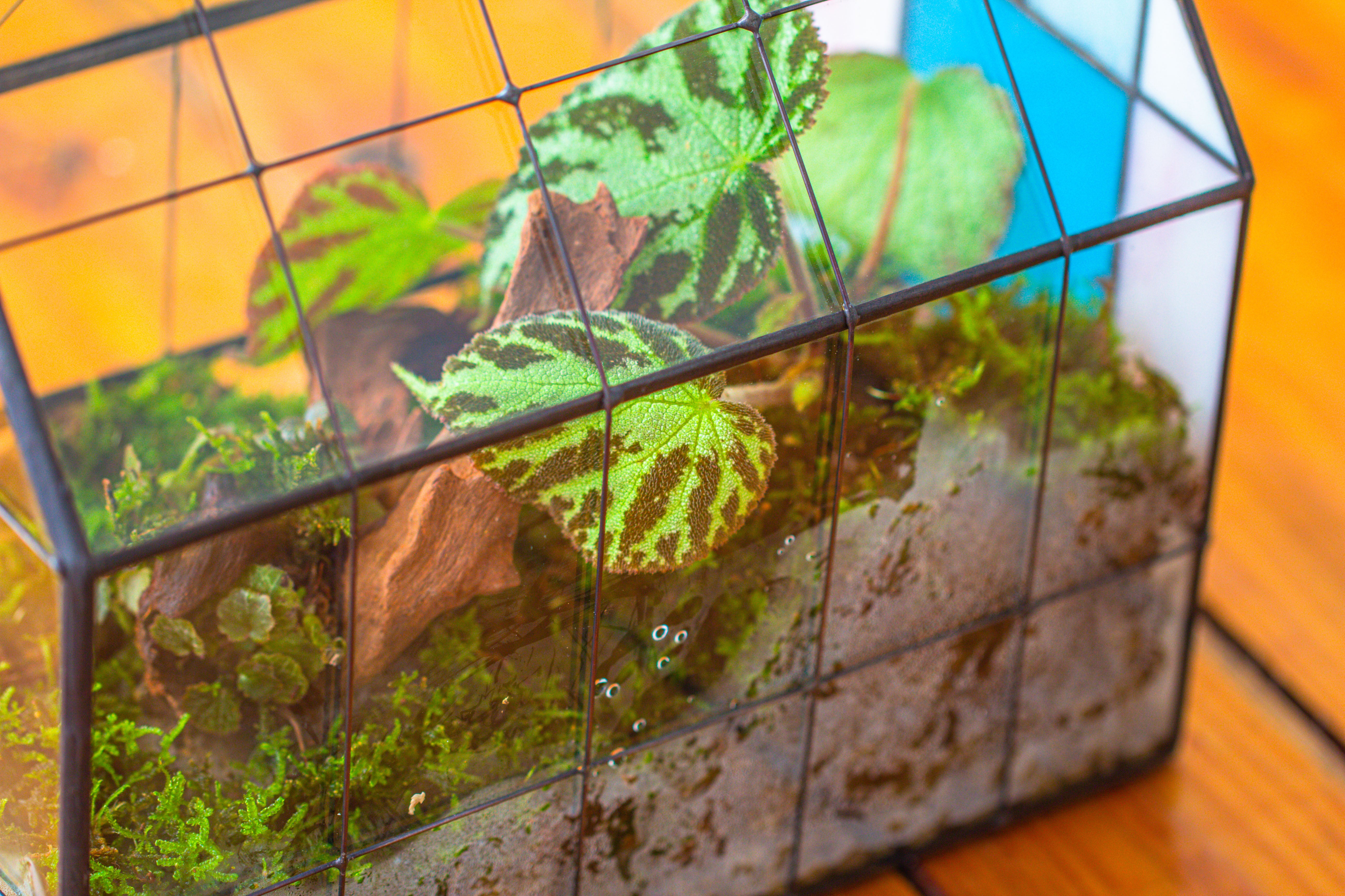 Blue Pink White  Stained Glass House Shape Geometric Terrarium, Vintage Style, Close - NCYPgarden