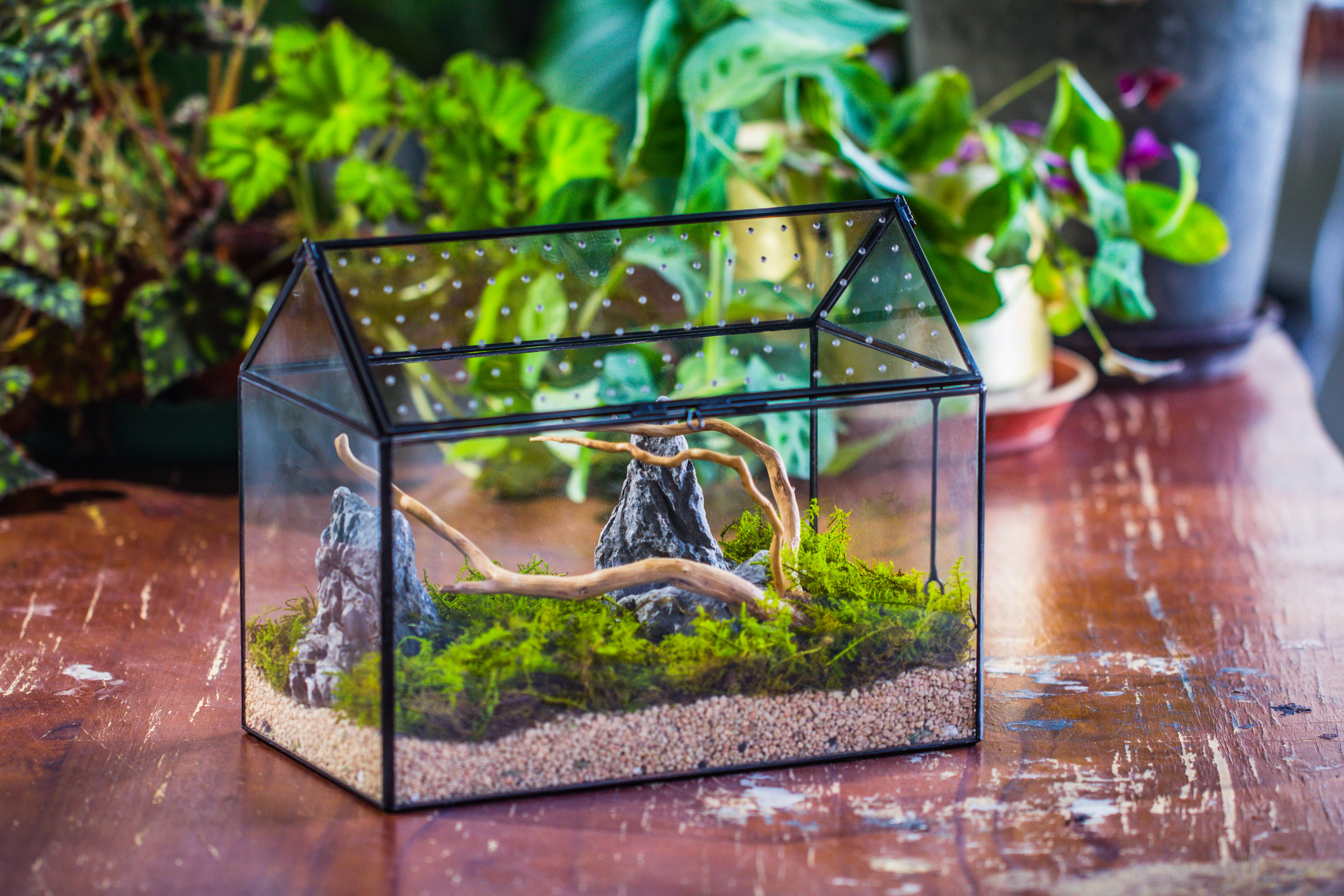 Handmade Close House-shaped Glass Terrarium Enclosure, with Acrylic Mesh Vent, for Jumping Spider, Snail Habitat, Terrarium Only - NCYPgarden