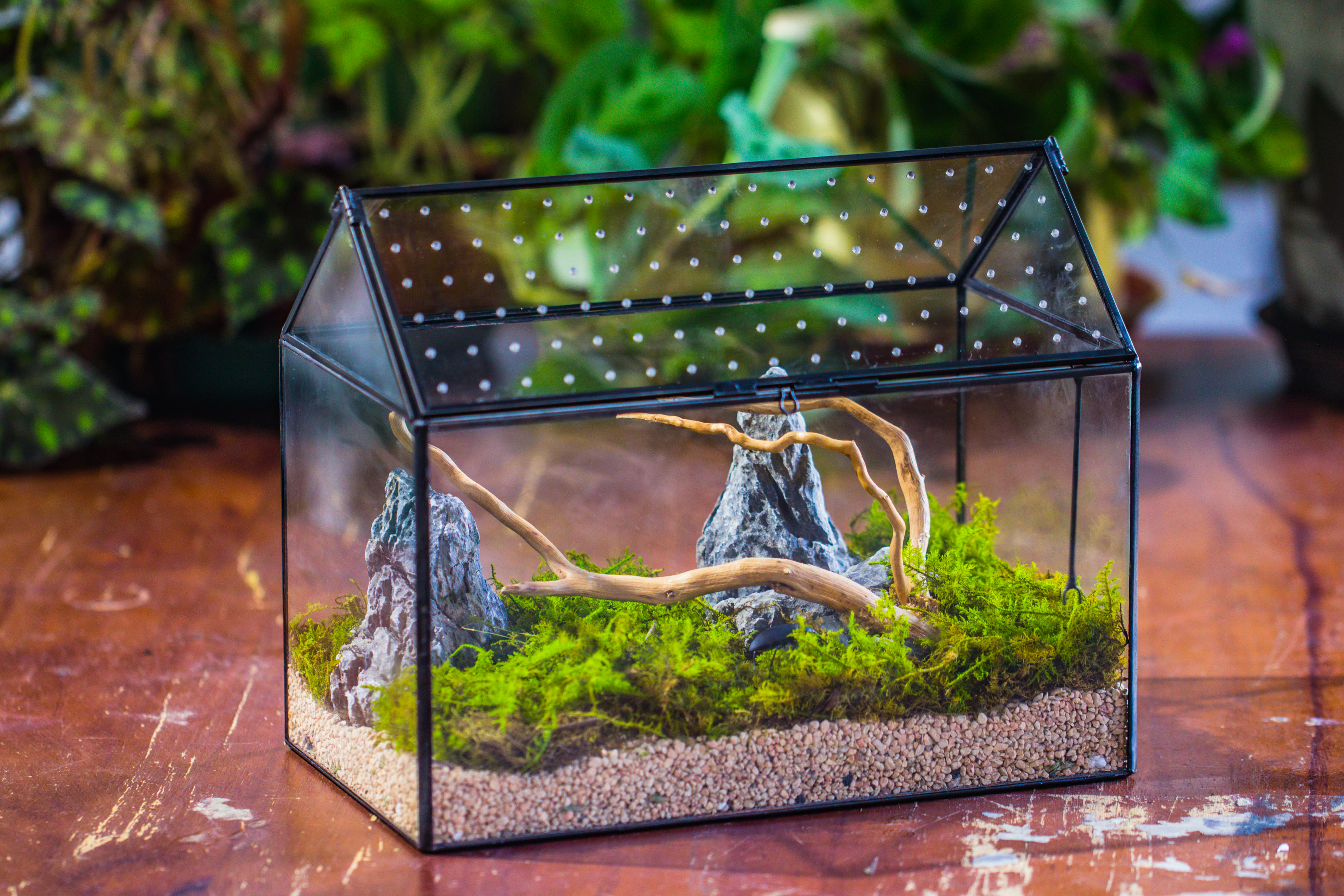Handmade Close House-shaped Glass Terrarium Enclosure, with Acrylic Mesh Vent, for Jumping Spider, Snail Habitat, Terrarium Only - NCYPgarden