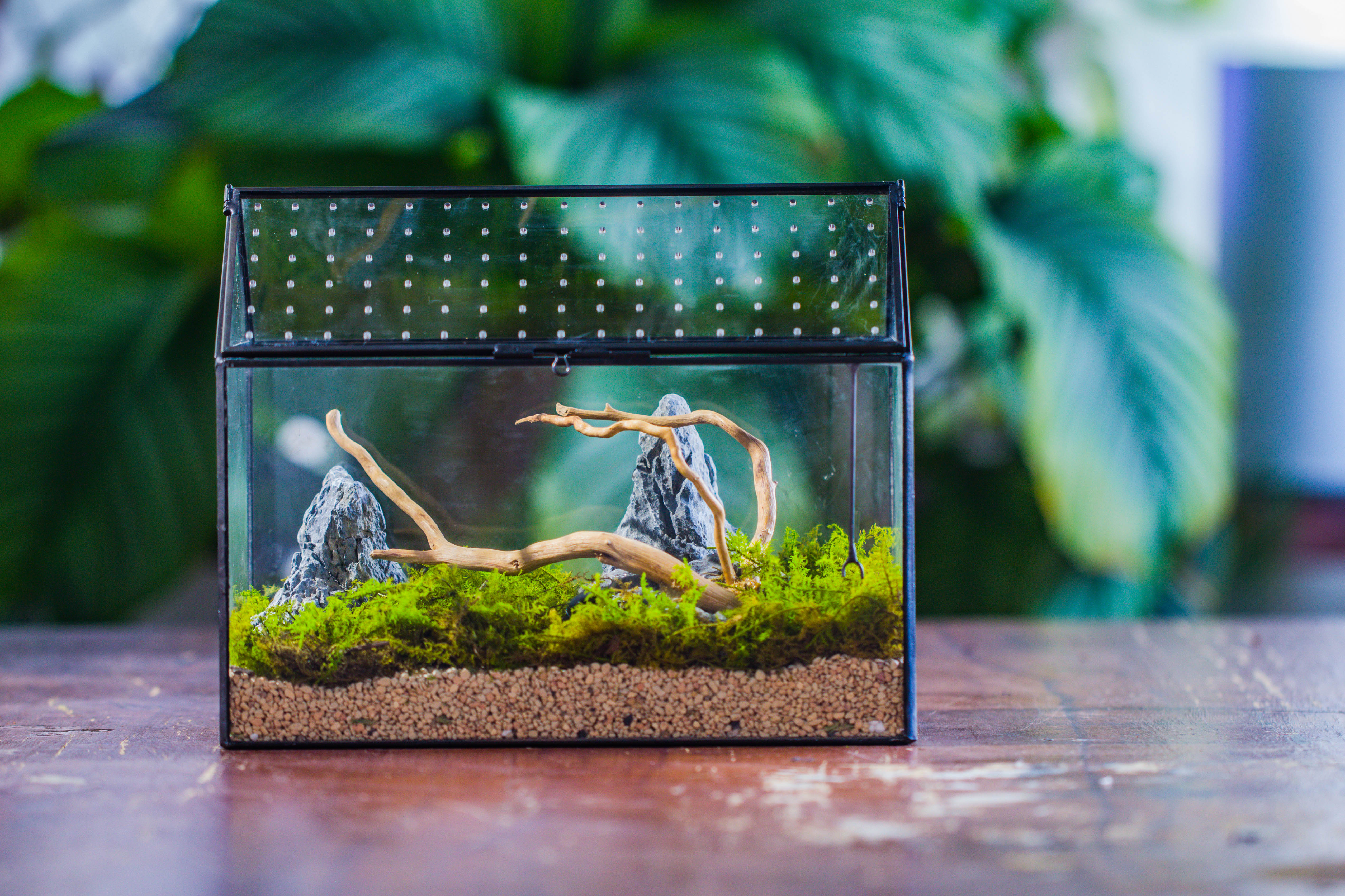 Handmade Close House-shaped Glass Terrarium Enclosure, with Acrylic Mesh Vent, for Jumping Spider, Snail Habitat, Terrarium Only - NCYPgarden