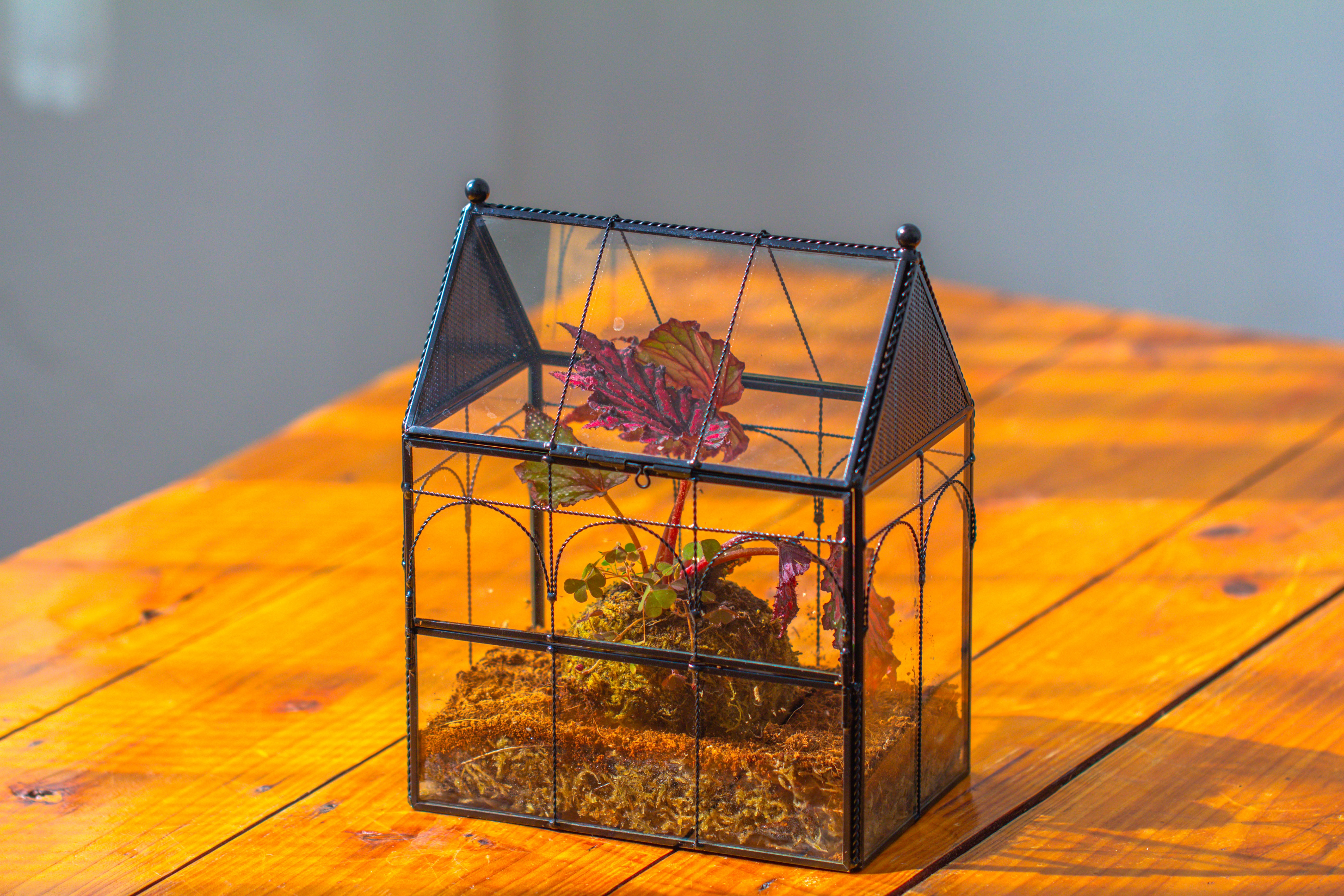 NCYP Vintage House Shape Glass Geometric Terrarium, with side door, with Mesh vent holes for small Insects Pet - NCYPgarden