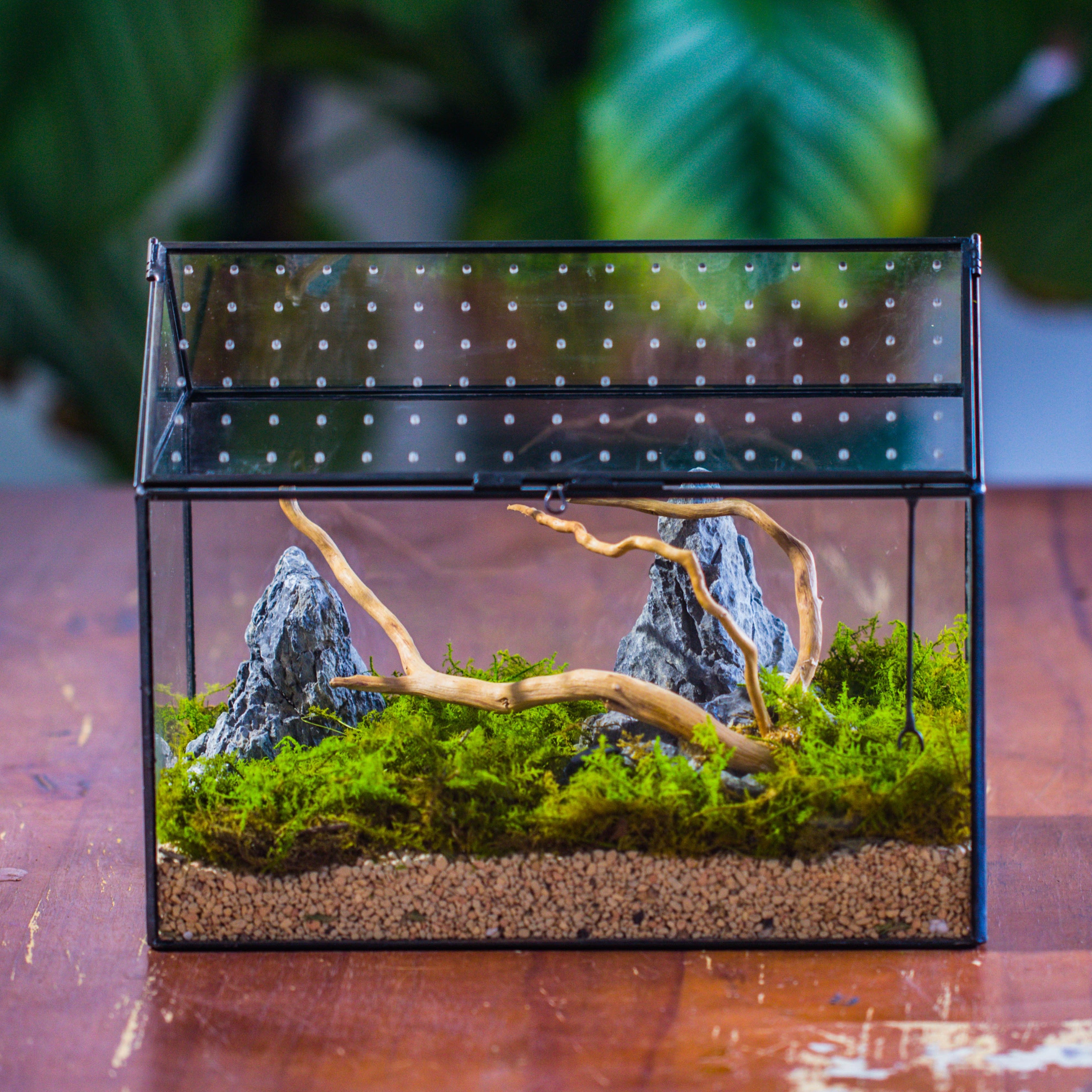 Handmade Close House-shaped Glass Terrarium Enclosure, with Acrylic Mesh Vent, for Jumping Spider, Snail Habitat, Terrarium Only - NCYPgarden