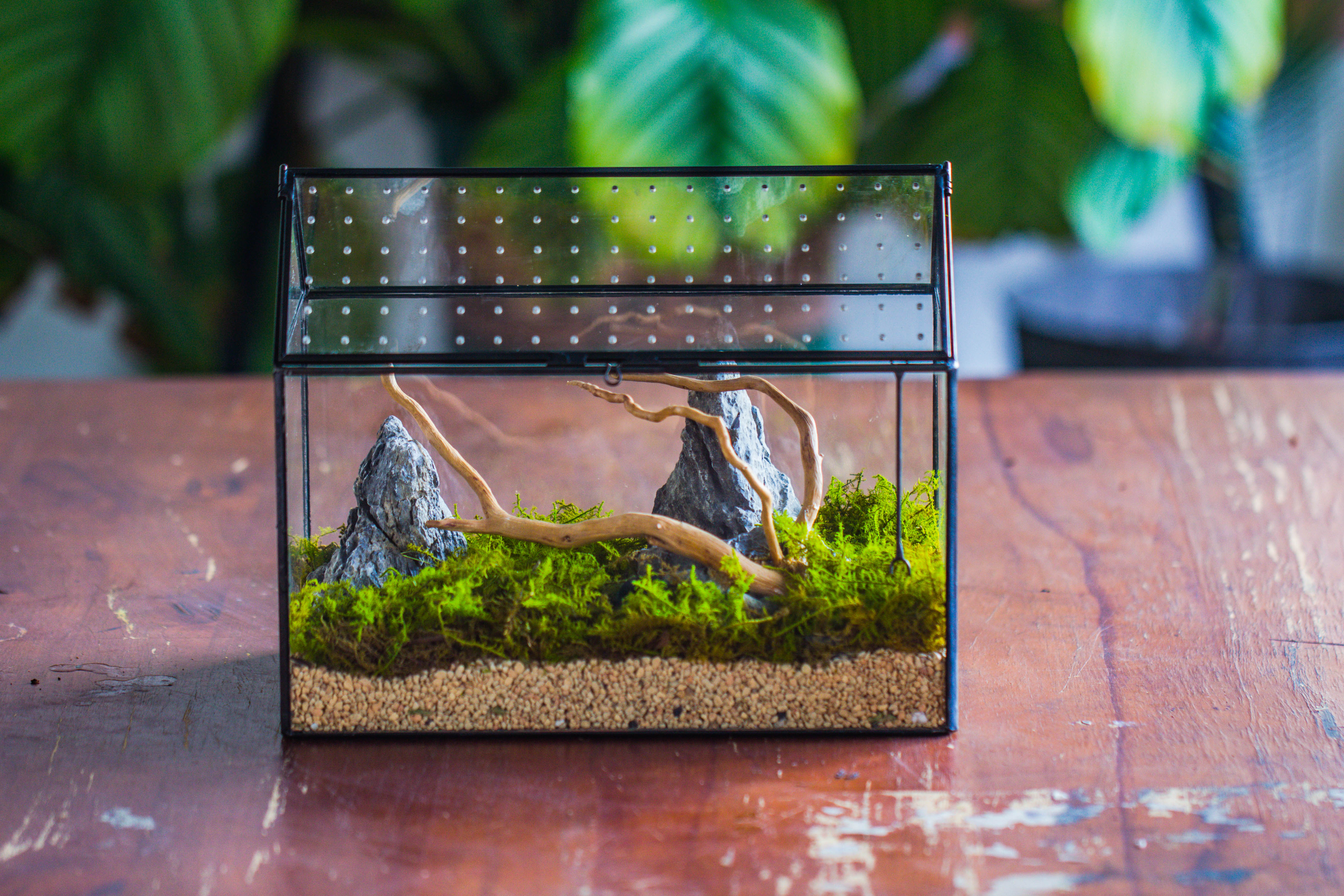 Handmade Close House-shaped Glass Terrarium Enclosure, with Acrylic Mesh Vent, for Jumping Spider, Snail Habitat, Terrarium Only - NCYPgarden