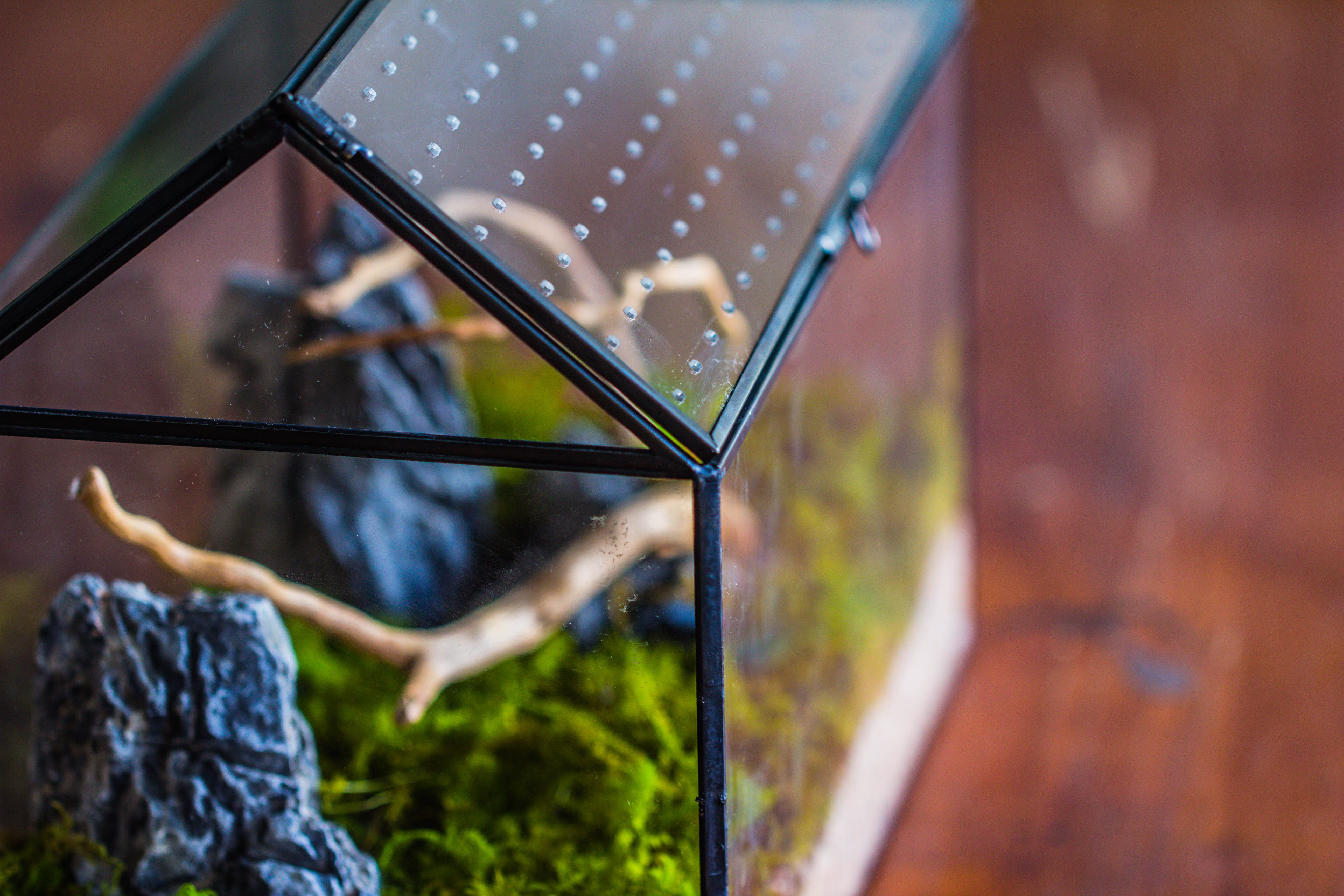 Handmade Close House-shaped Glass Terrarium Enclosure, with Acrylic Mesh Vent, for Jumping Spider, Snail Habitat, Terrarium Only - NCYPgarden