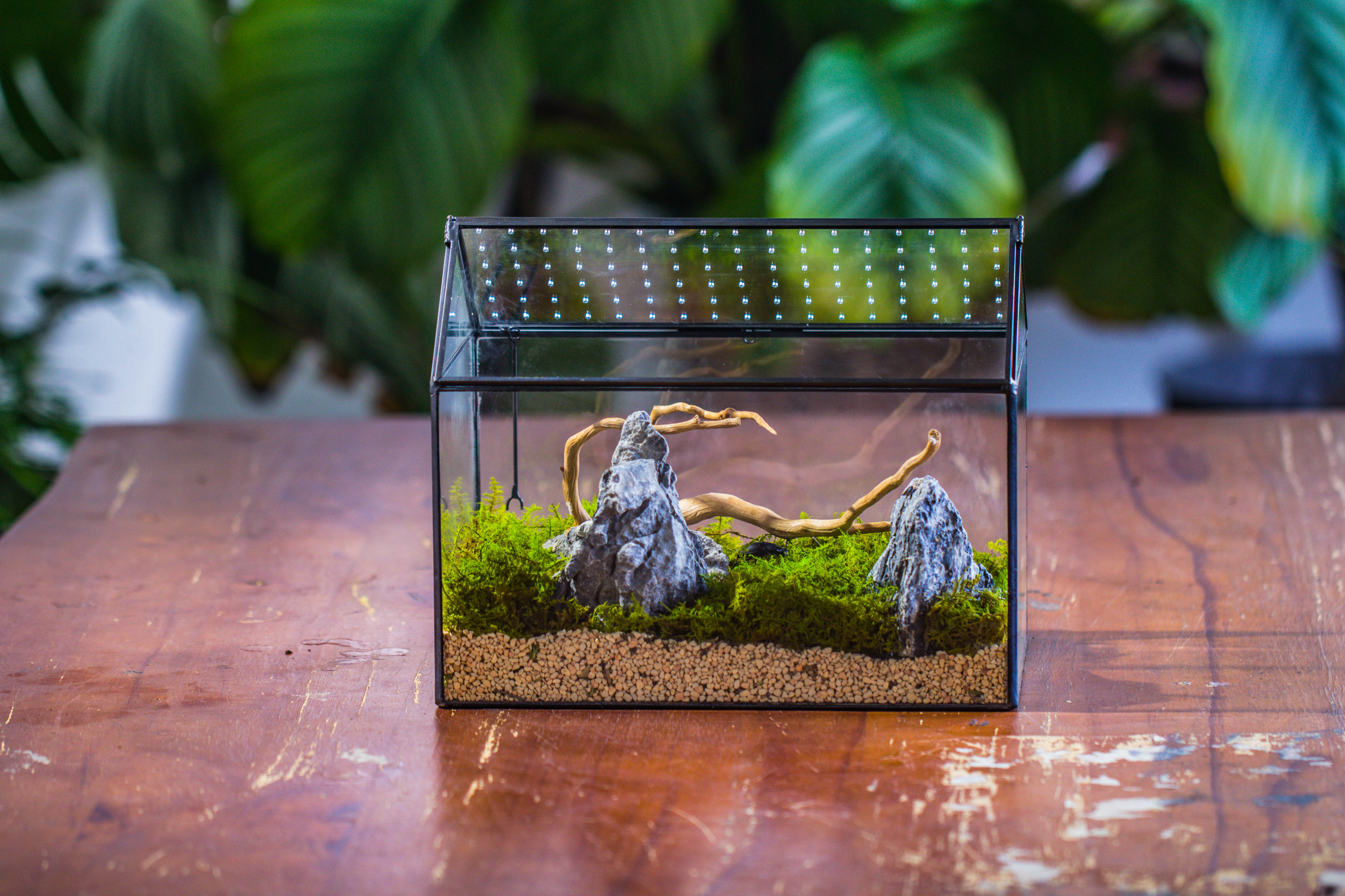 Handmade Close House-shaped Glass Terrarium Enclosure, with Acrylic Mesh Vent, for Jumping Spider, Snail Habitat, Terrarium Only - NCYPgarden