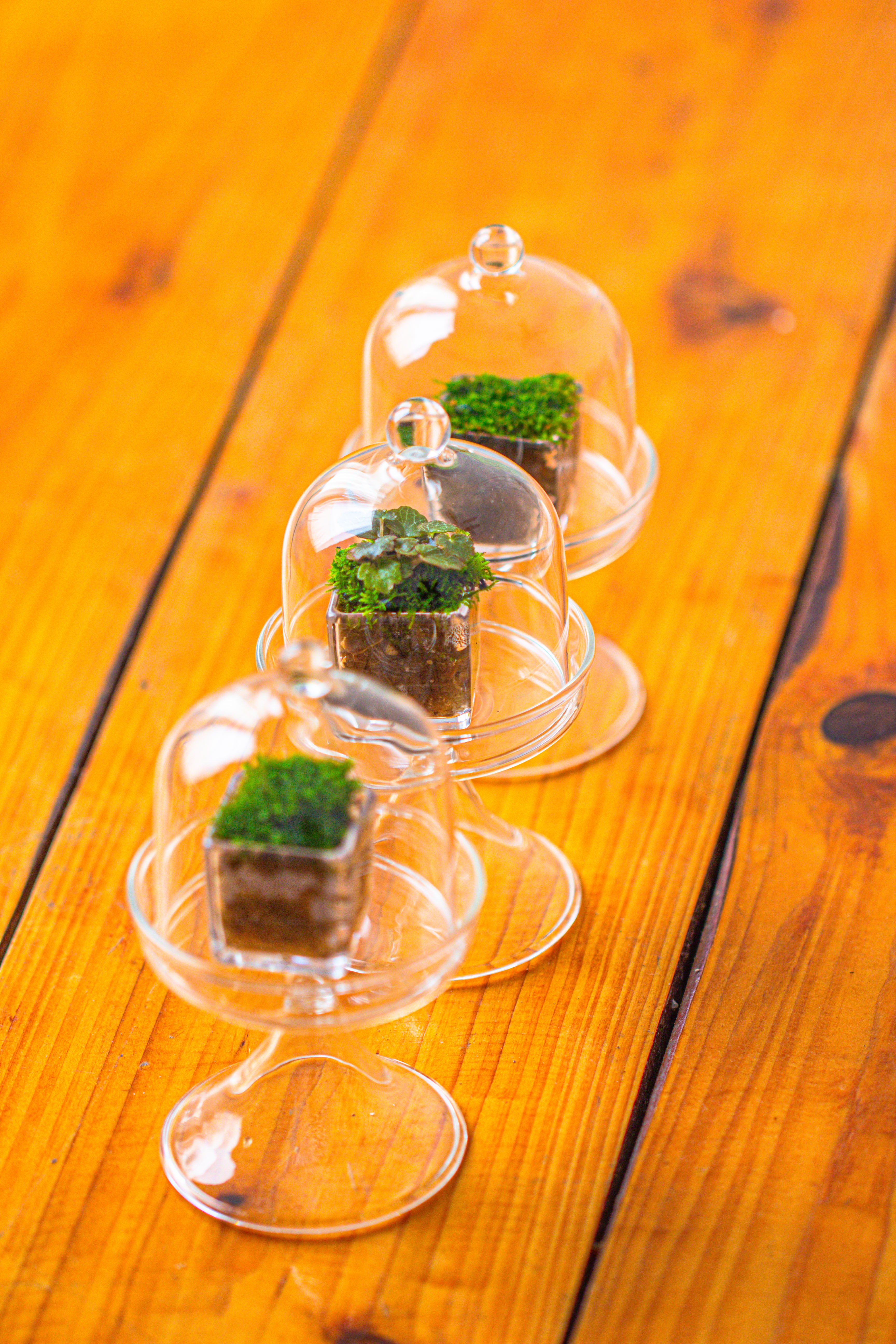 40 units Mini Acrylic Square Pot for Moss -3cm / 1.2" side length - NCYPgarden