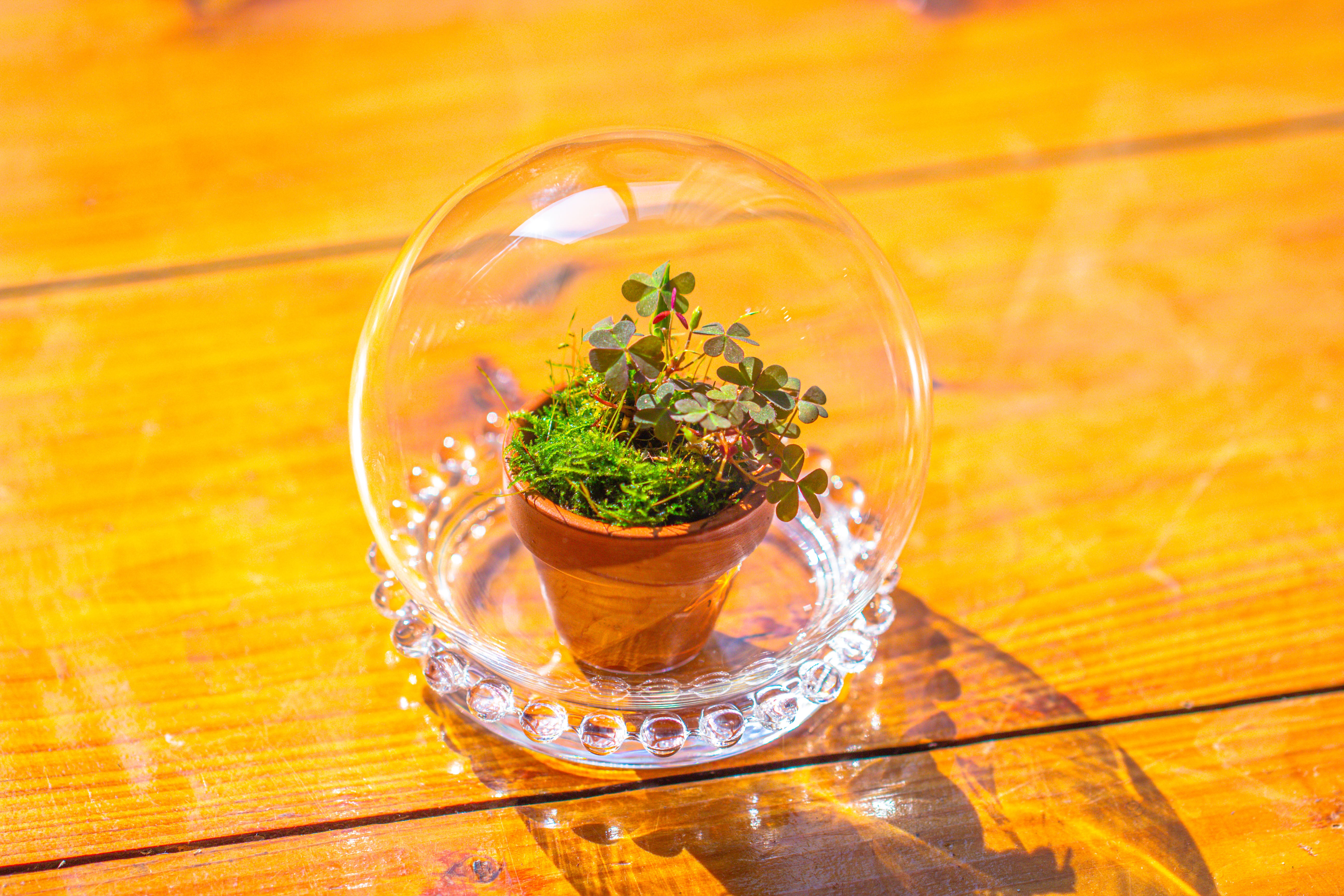 mini glass globe cloche with decorative beaded base 9.5x10.8cm - NCYPgarden