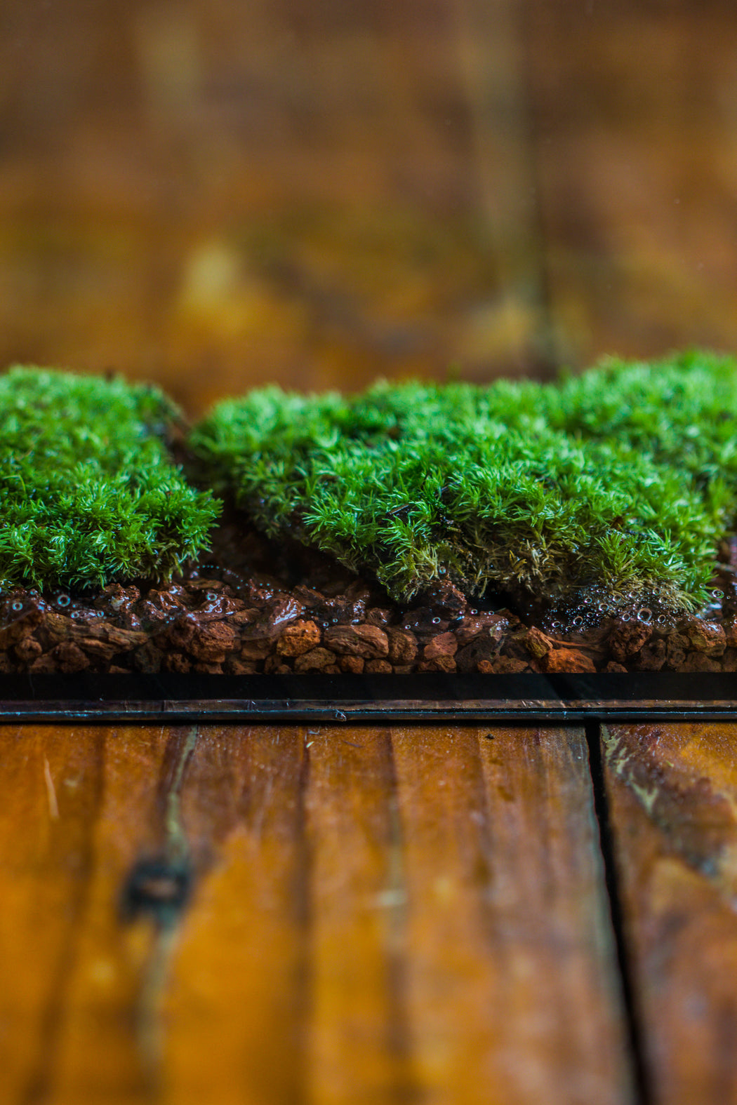 20x30cm  multiple pieces dry Leucobryum moss will regreen, for terrarium, micro landscape - NCYPgarden