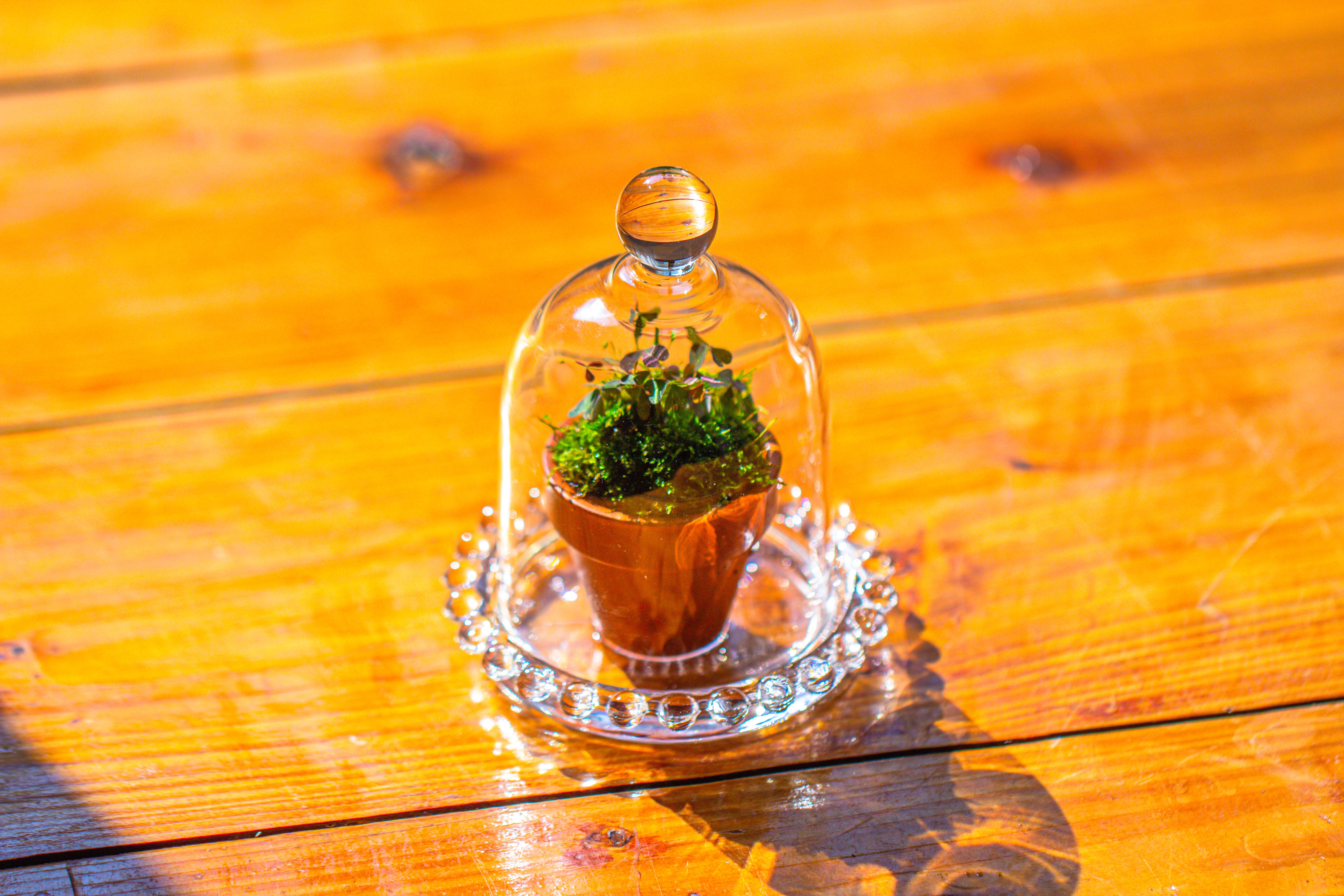 mini bell shape glass cloche dome with beaded decorative base 9.5x14cm - NCYPgarden