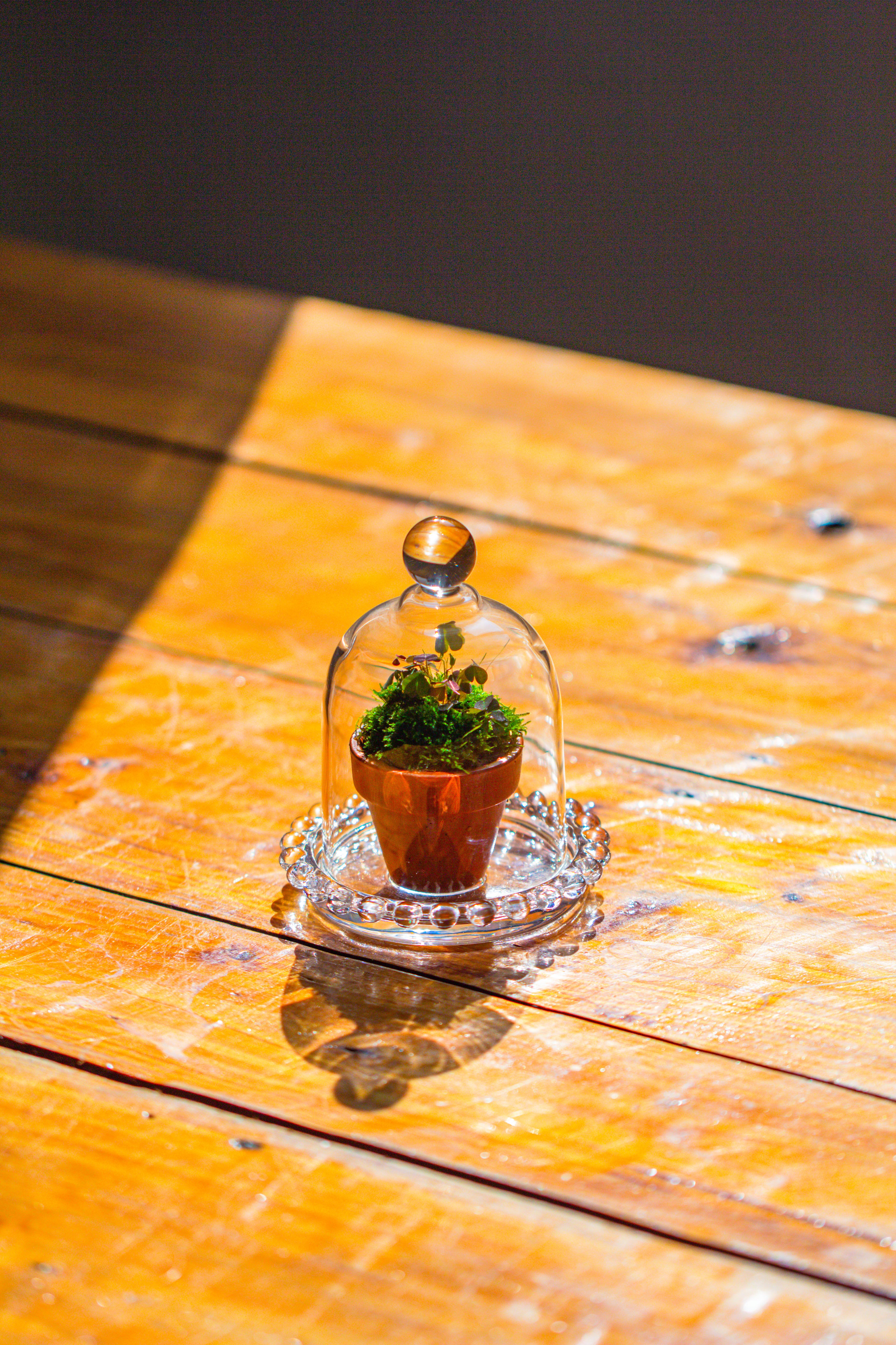 mini bell shape glass cloche dome with beaded decorative base 9.5x14cm - NCYPgarden