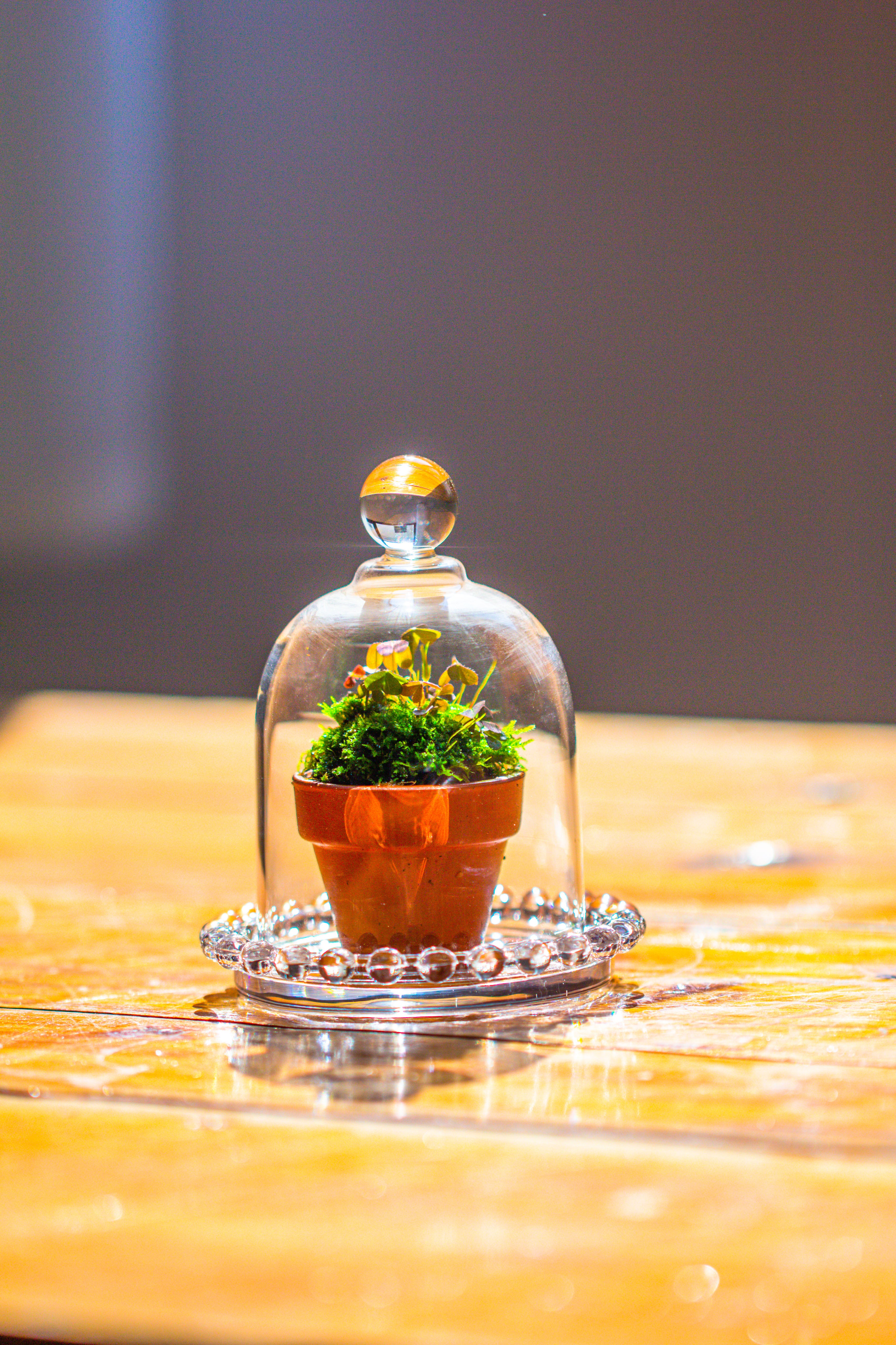 mini bell shape glass cloche dome with beaded decorative base 9.5x14cm - NCYPgarden