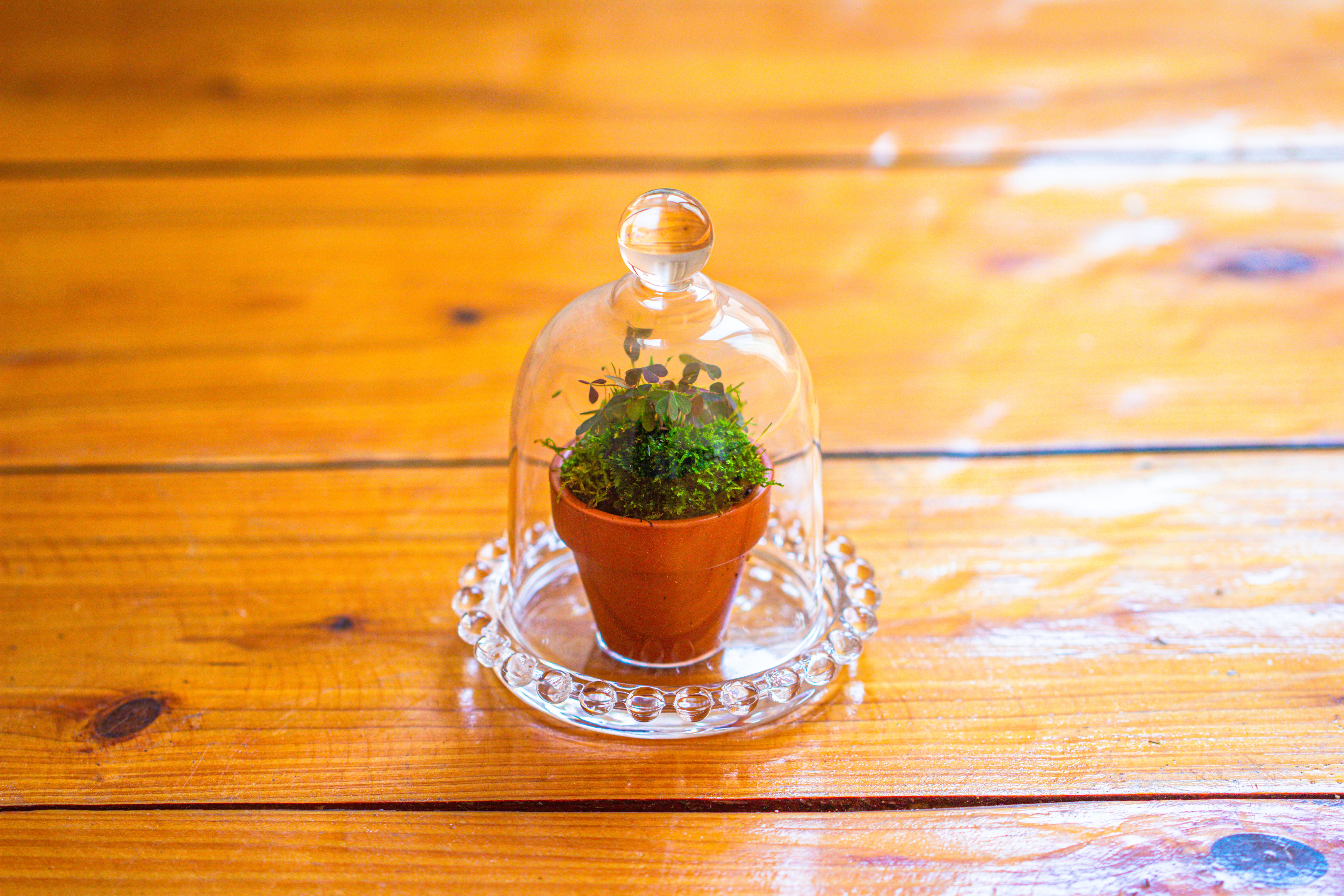 mini bell shape glass cloche dome with beaded decorative base 9.5x14cm - NCYPgarden