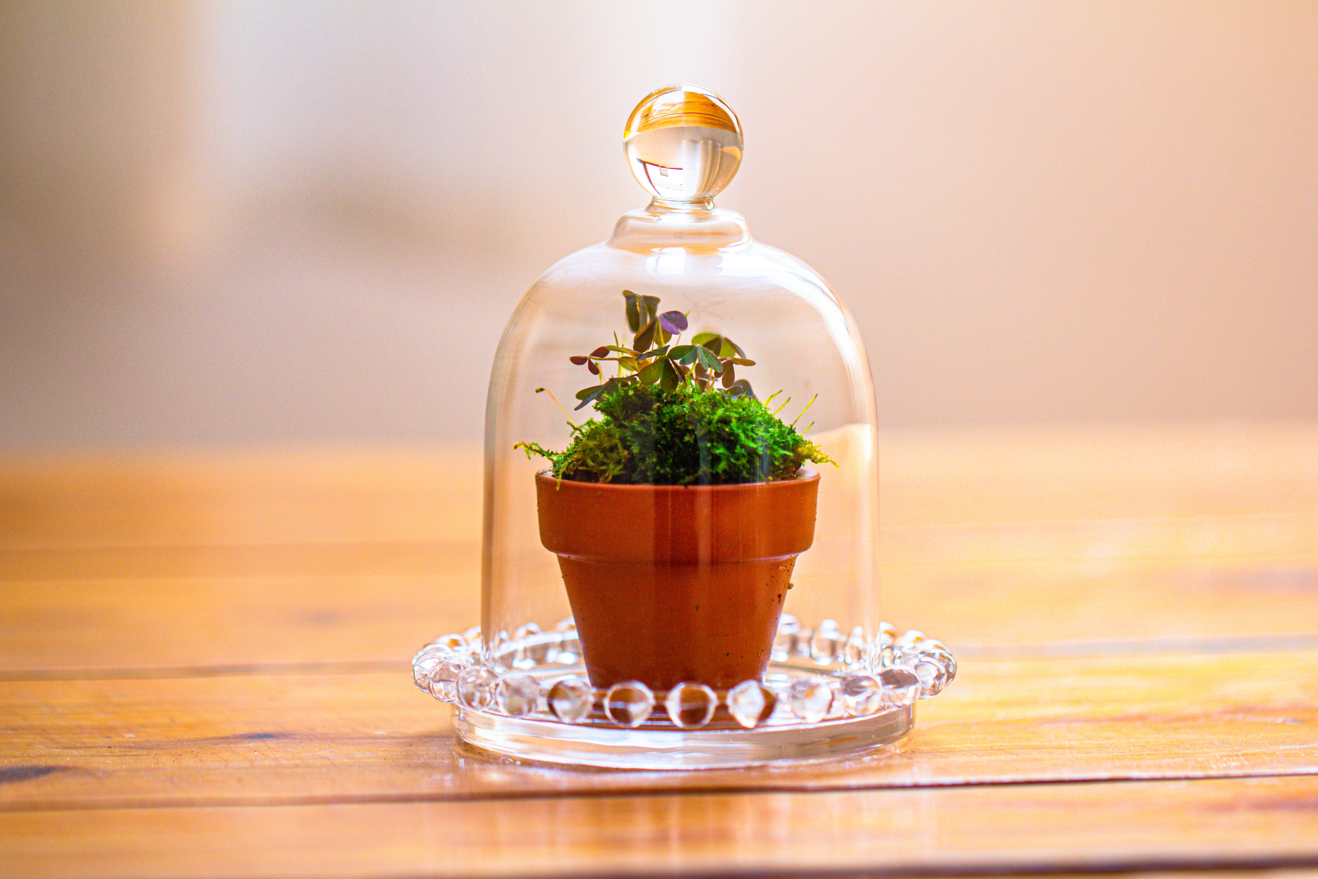 mini bell shape glass cloche dome with beaded decorative base 9.5x14cm - NCYPgarden