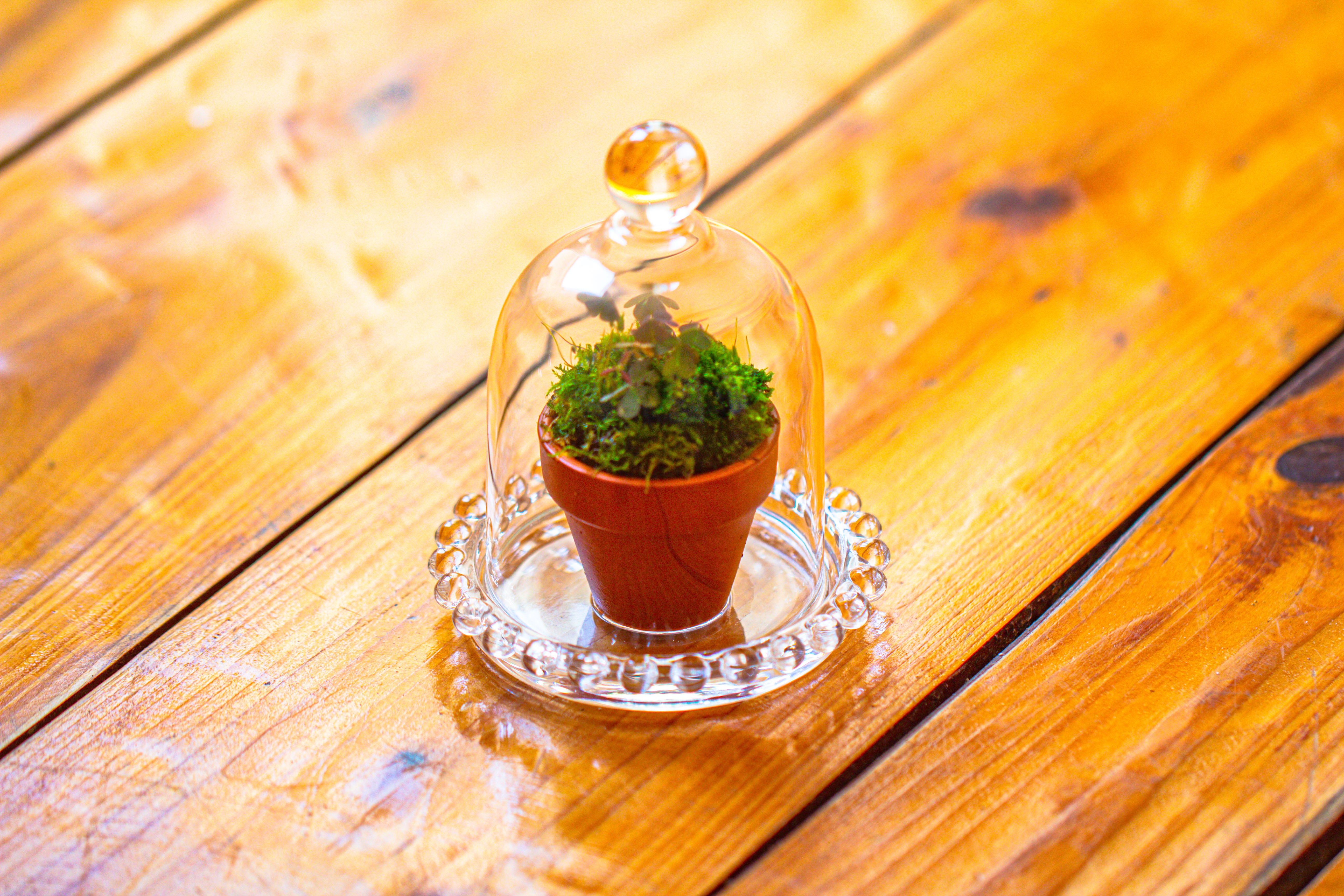 mini bell shape glass cloche dome with beaded decorative base 9.5x14cm - NCYPgarden