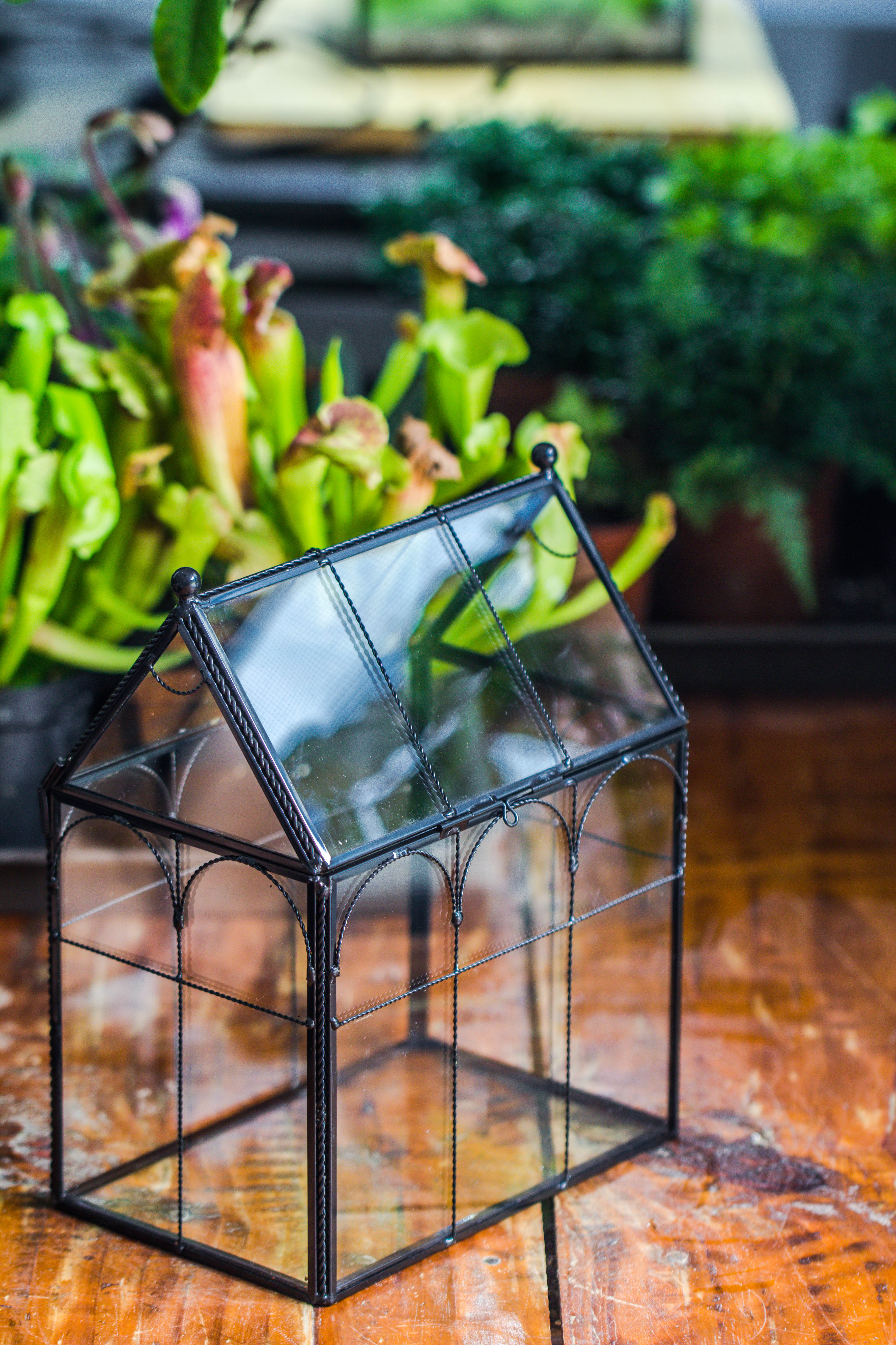 NCYP Tall Glass Geometric Terrarium Brass Twisted Brass Wire Decorated Black Vintage House Shape for Insect Snail Moss Succulents Cacti Air Plant - NCYPgarden