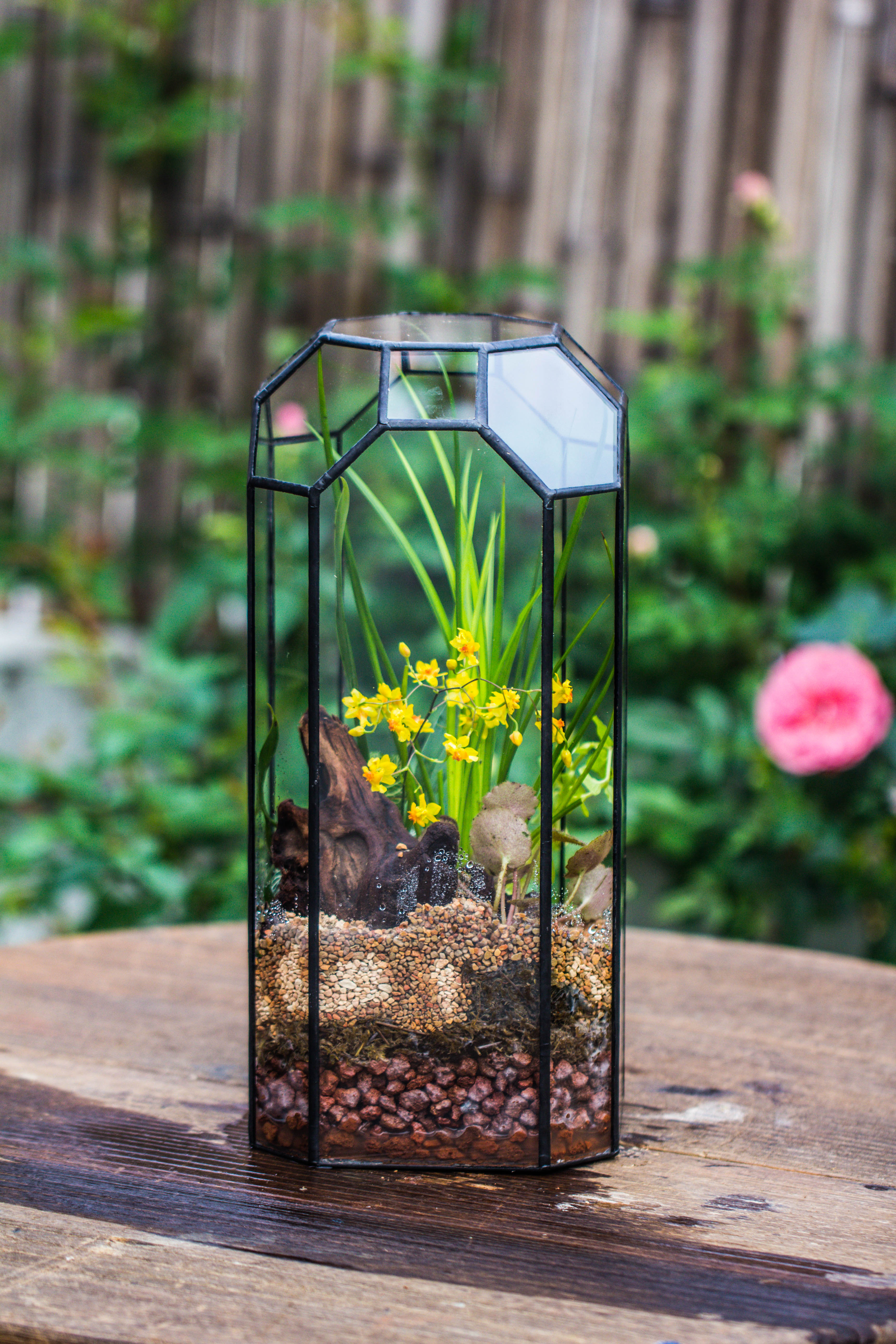 Vintage Tall Octagon Geometric Tin Glass Terrarium , 12.6" , open, suitable for tall plants, orchid, small begonia Pitcher, Micro landscape   -with warm light set - NCYPgarden