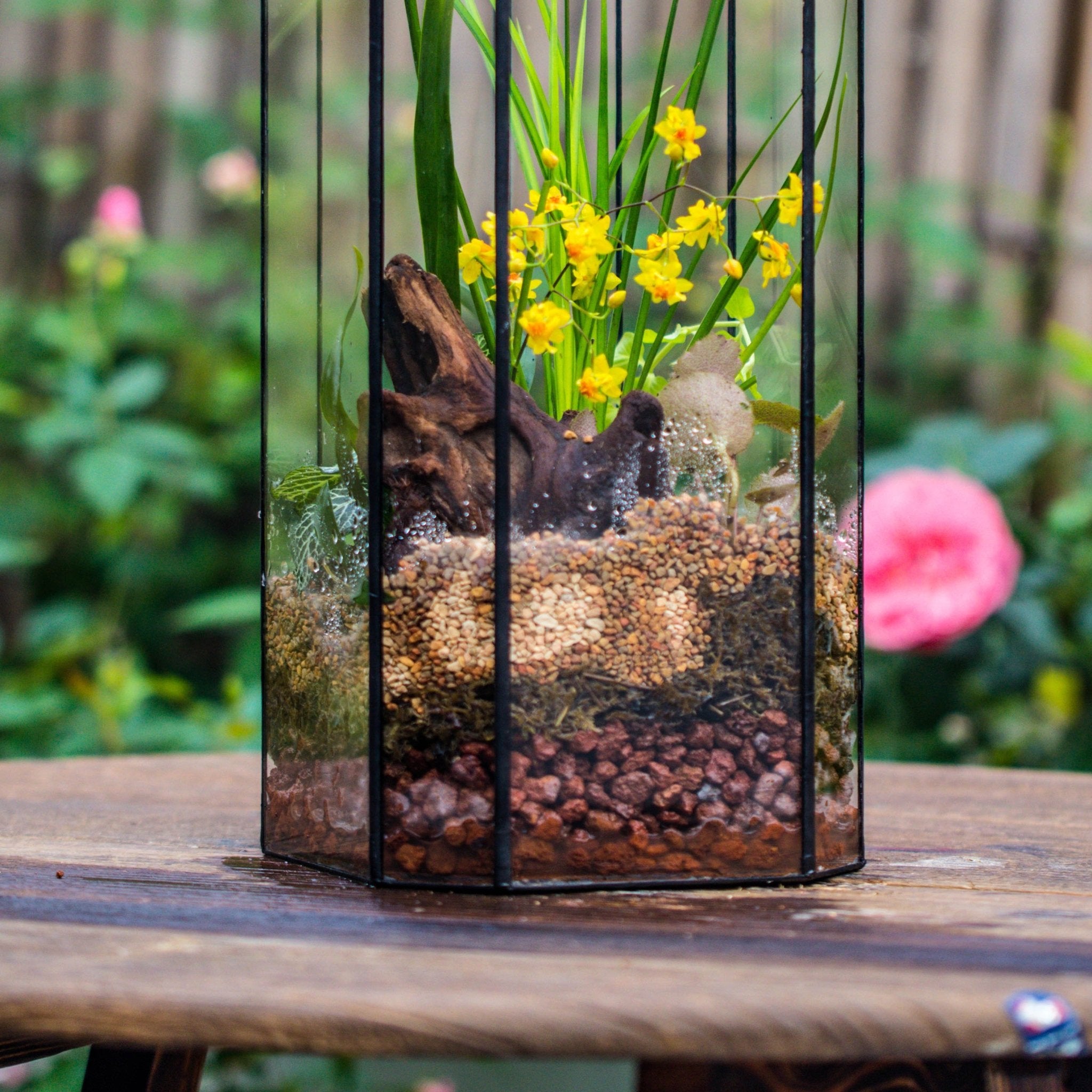 Basic Terrarium Basic Moss Terrarium Planting Kit – NCYPgarden