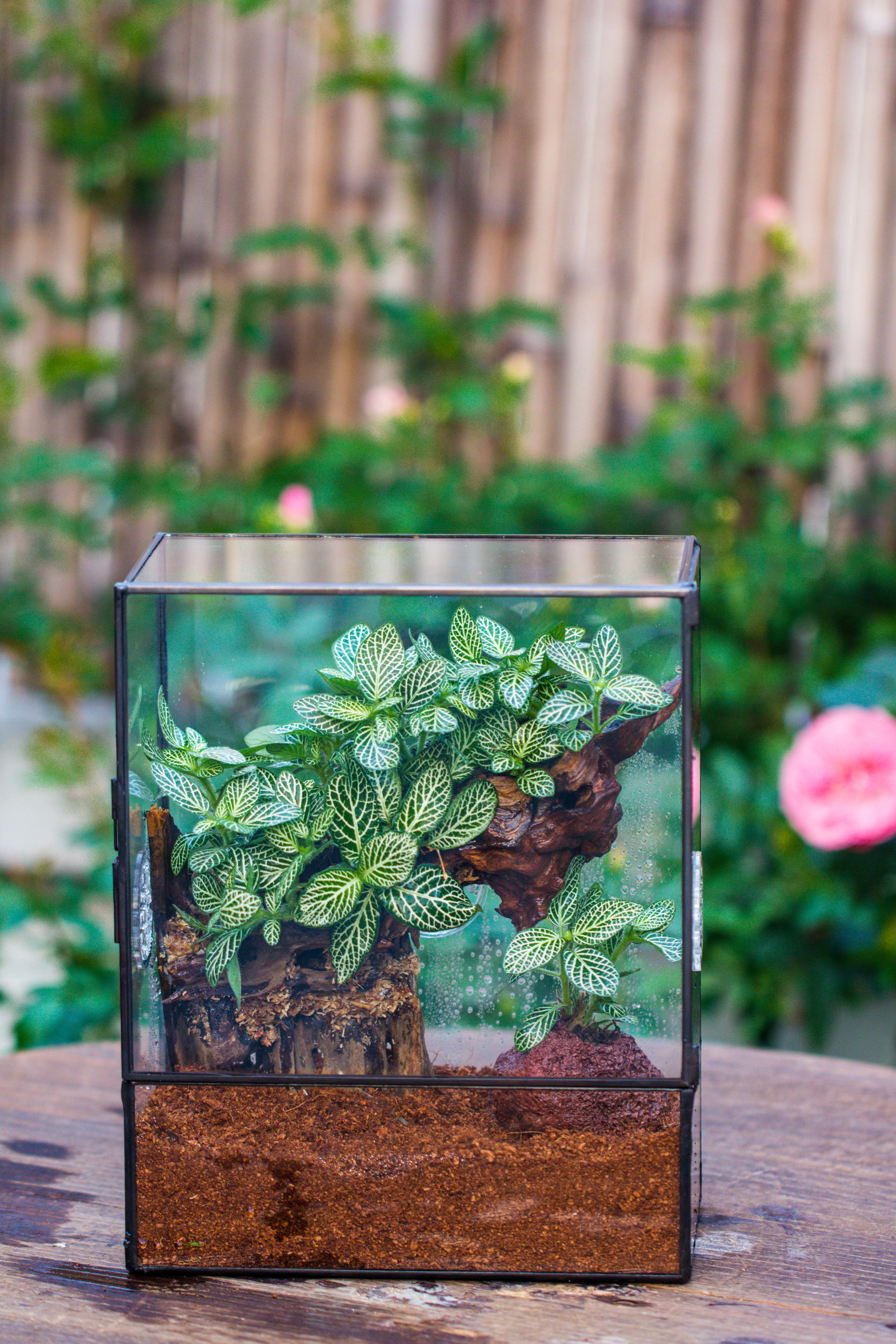 Handmade Close Glass Terrarium with Vents, with LED Grow Light Set, FOR insects, bugs - NCYPgarden