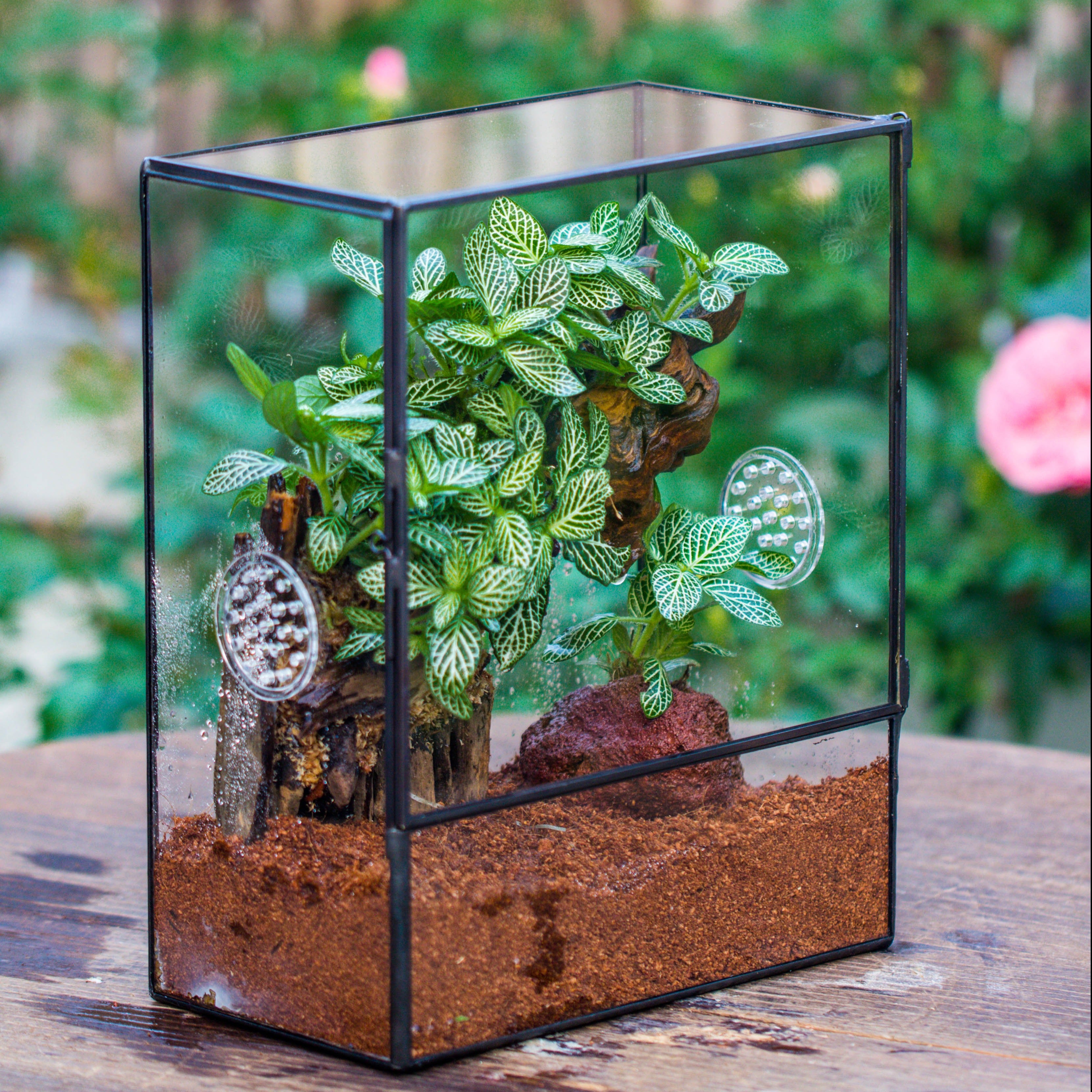 Handmade Close Glass Terrarium with Vents, with LED Grow Light Set, FOR insects, bugs - NCYPgarden