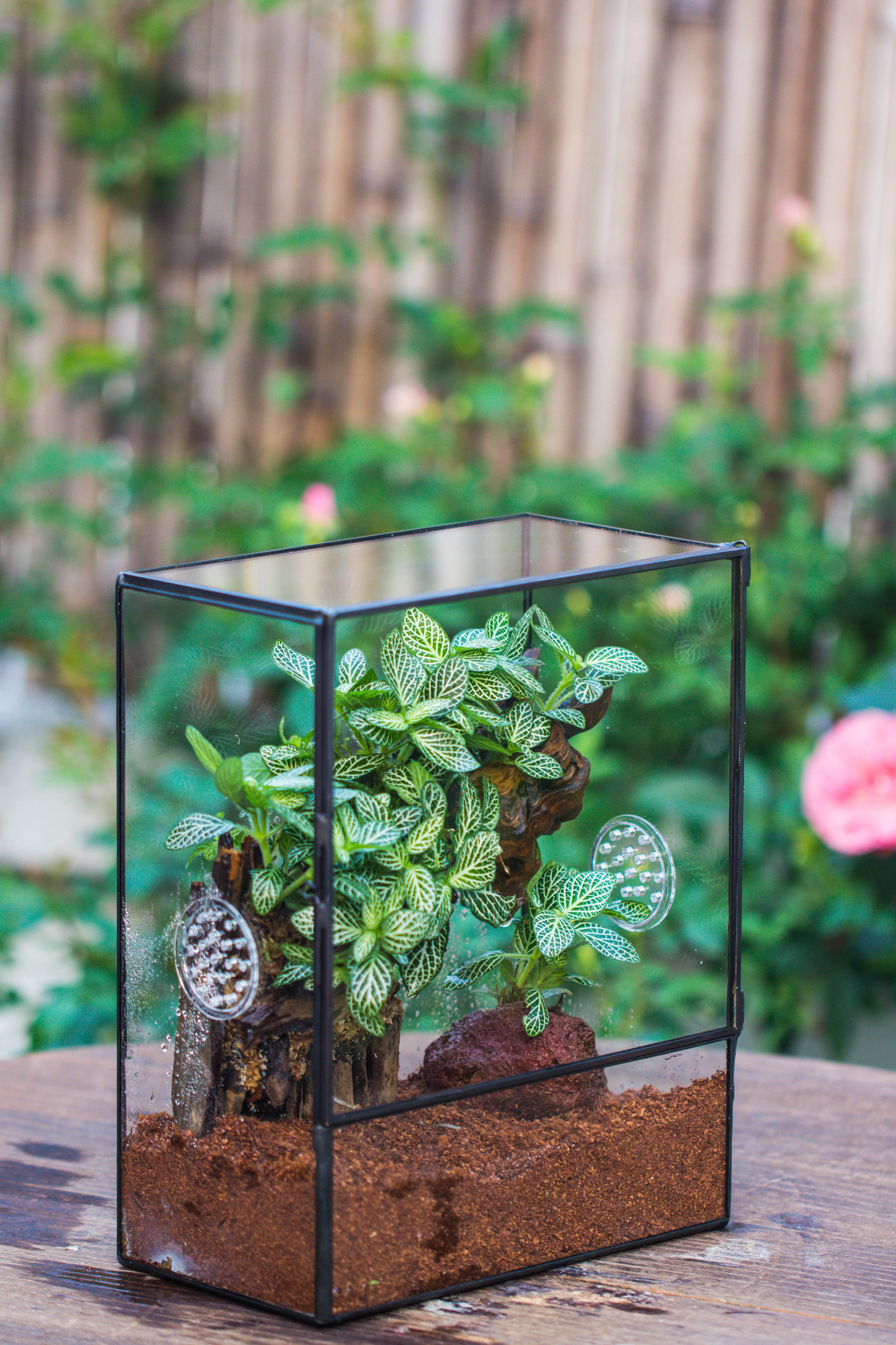 Handmade Close Glass Terrarium with Vents, with LED Grow Light Set, FOR insects, bugs - NCYPgarden