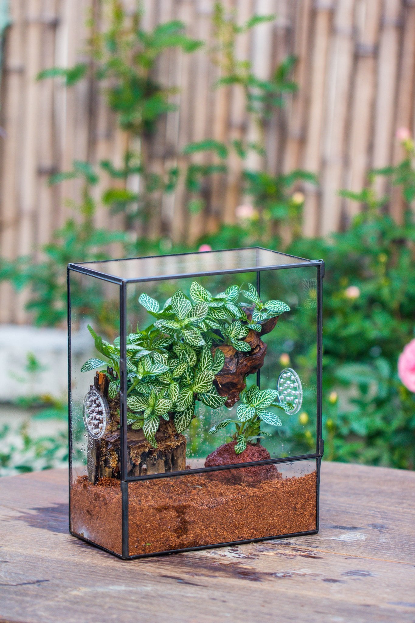 house plant terrarium Handmade Close Glass Terrarium with Vents, with LED Grow Light Set, FOR insects, bugs
