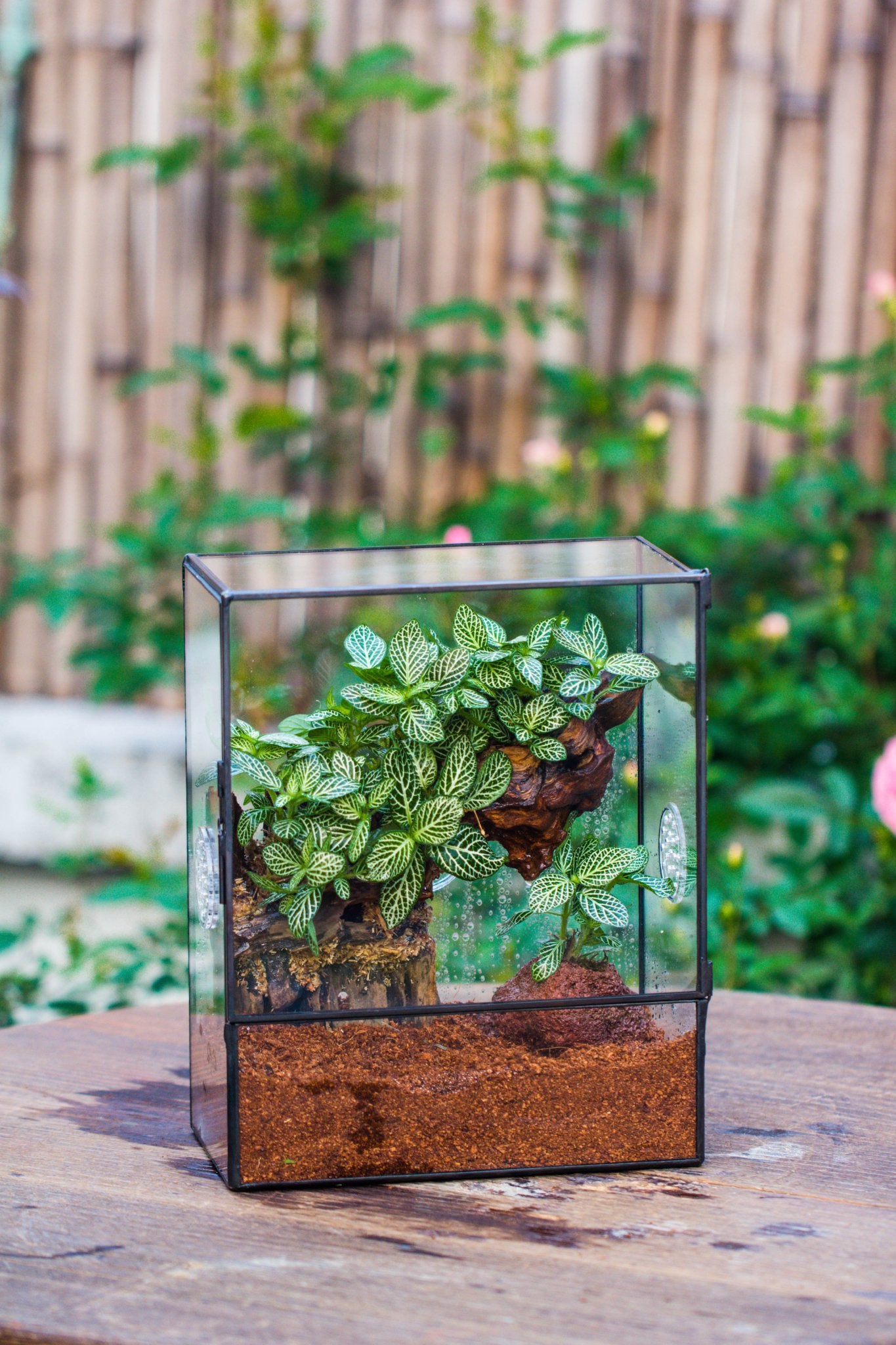 snail terrarium planter Close Geometric Glass Tin Terrarium with 3 Vents , 8x10" with side door, for insects, snail , spider, micro landscape PR01D2