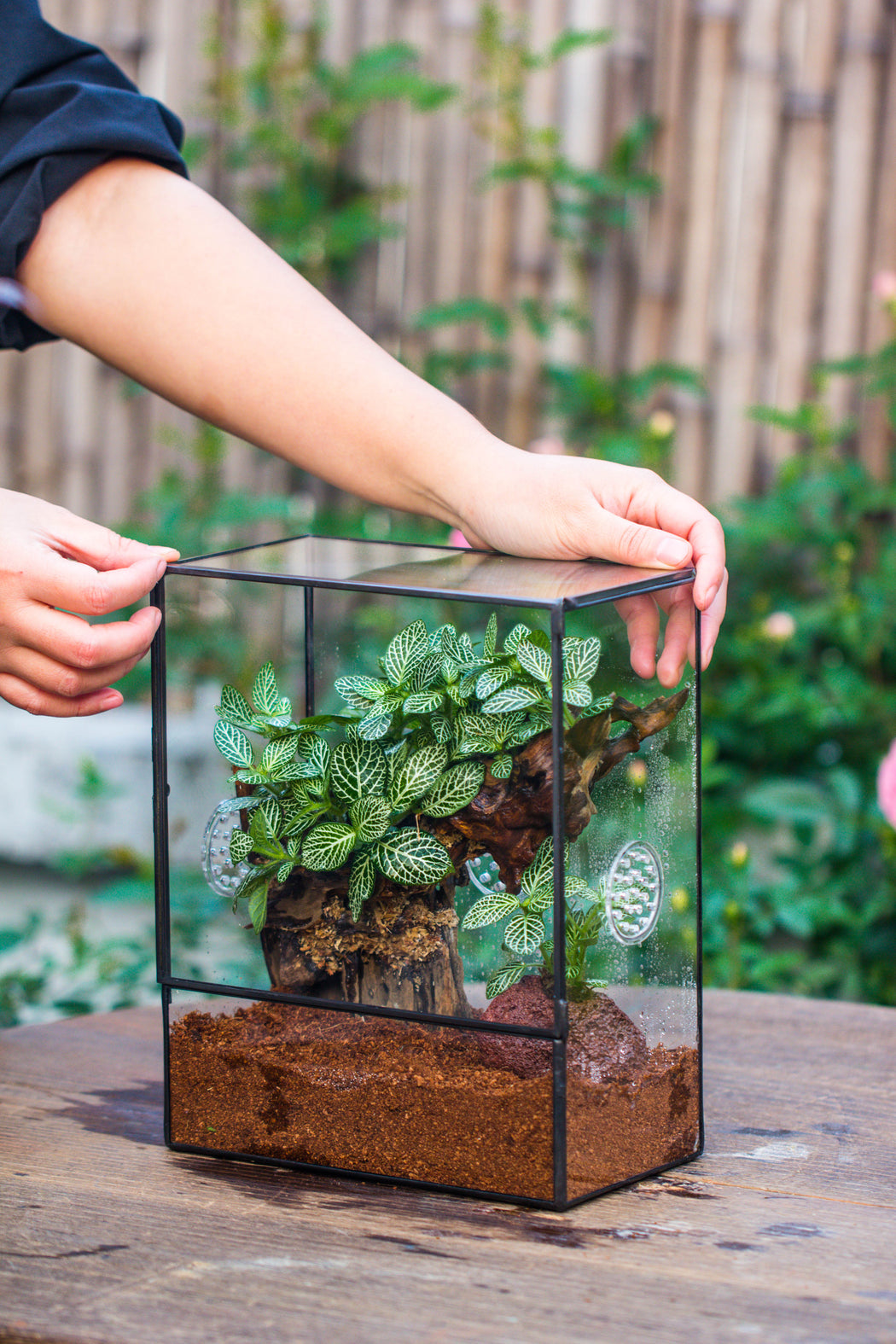 Close Geometric Glass Tin Terrarium with 3 Vents , 8x10" with side door, for insects, snail , spider, micro landscape  -with warm light set - NCYPgarden