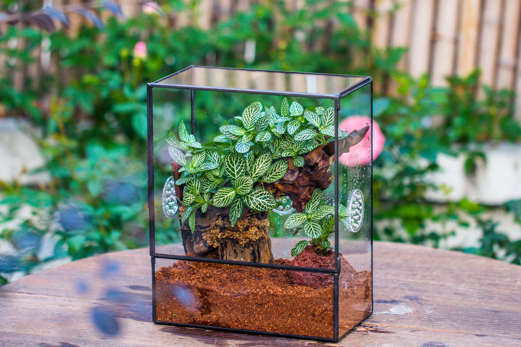 Close Geometric Glass Tin Terrarium with 3 Vents , 8x10" with side door, for insects, snail , spider, micro landscape - NCYPgarden