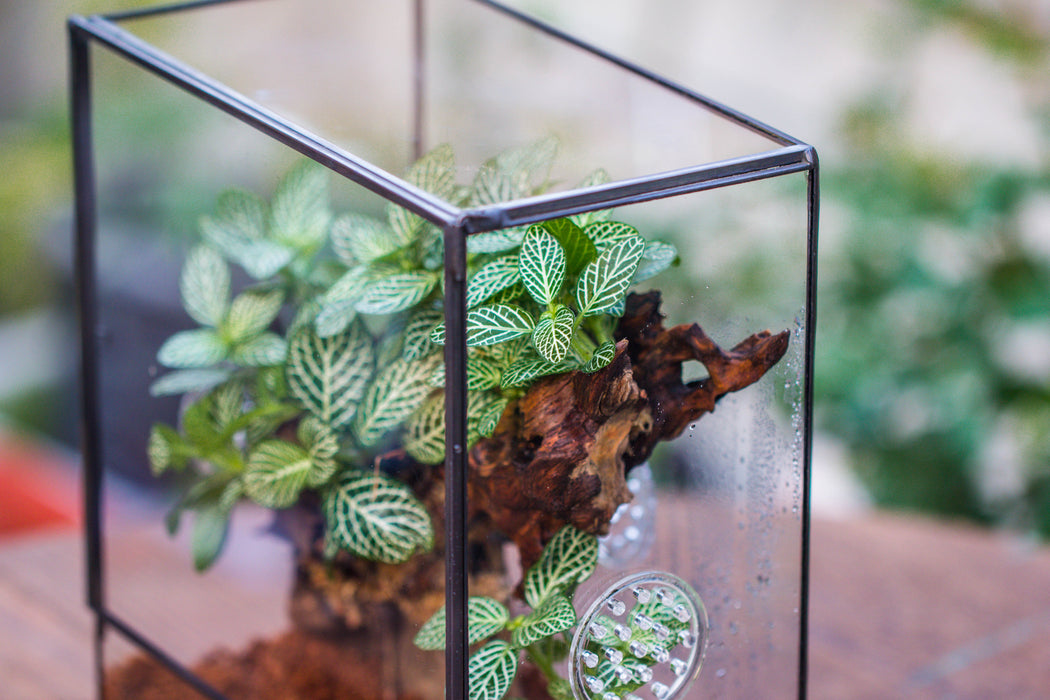 Close Geometric Glass Tin Terrarium with 3 Vents , 8x10" with side door, for insects, snail , spider, micro landscape  -with warm light set - NCYPgarden