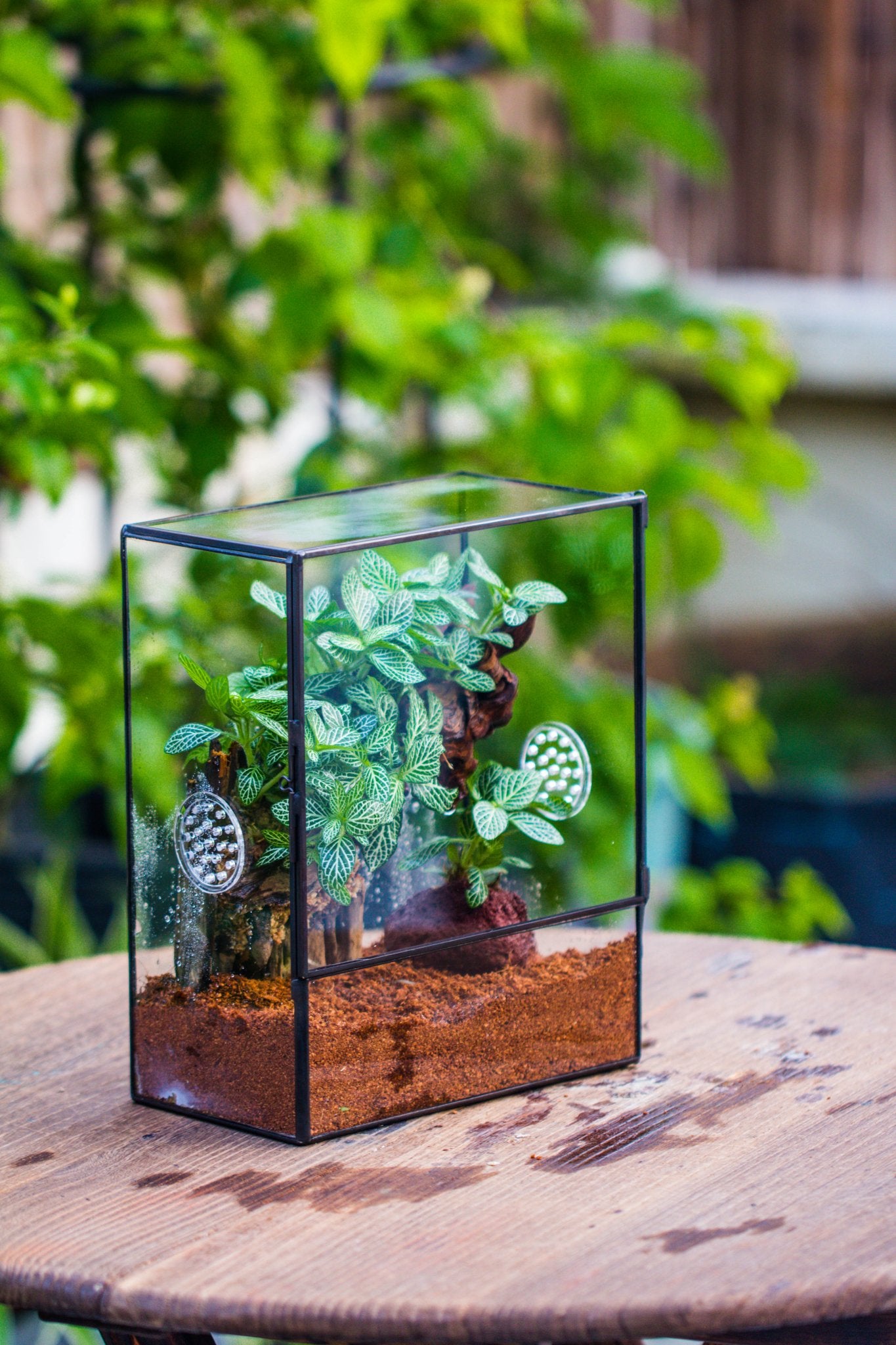 Close Geometric Glass Tin Terrarium with 3 Vents , 8x10