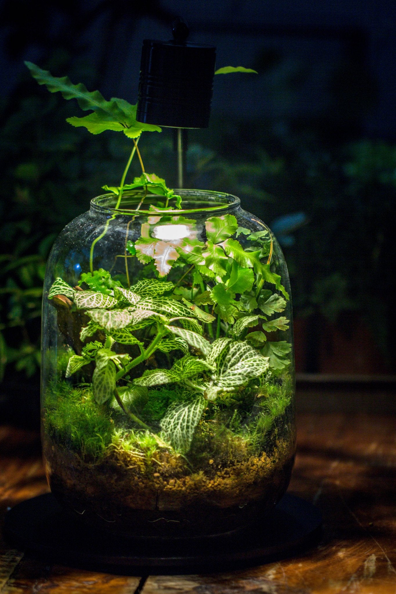 plant terrarium kit with light Terrarium Planting Kit Glass Jar and Black LED Grow light with Base kit, with Planting Material, DIY kit
