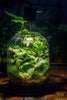 Terrarium Planting Kit Glass Jar and Black LED Grow light lAMP with Base kit, with Planting Material, DIY kit - NCYPgarden
