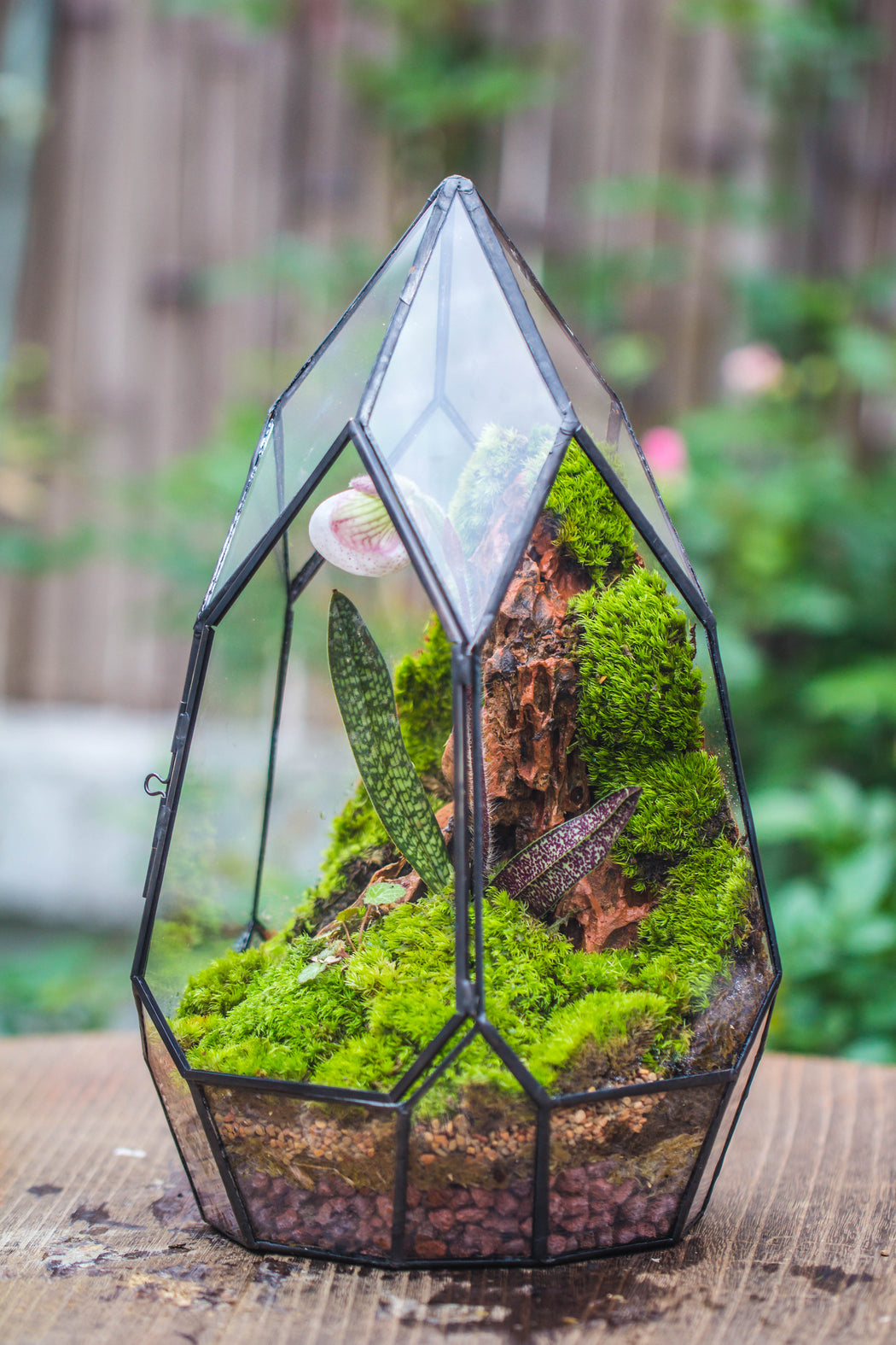Cliff terrarium project: Live Moss Cliff TearDrop Close Terrarium Building Kit with matching LED Grow Light and Base - NCYPgarden