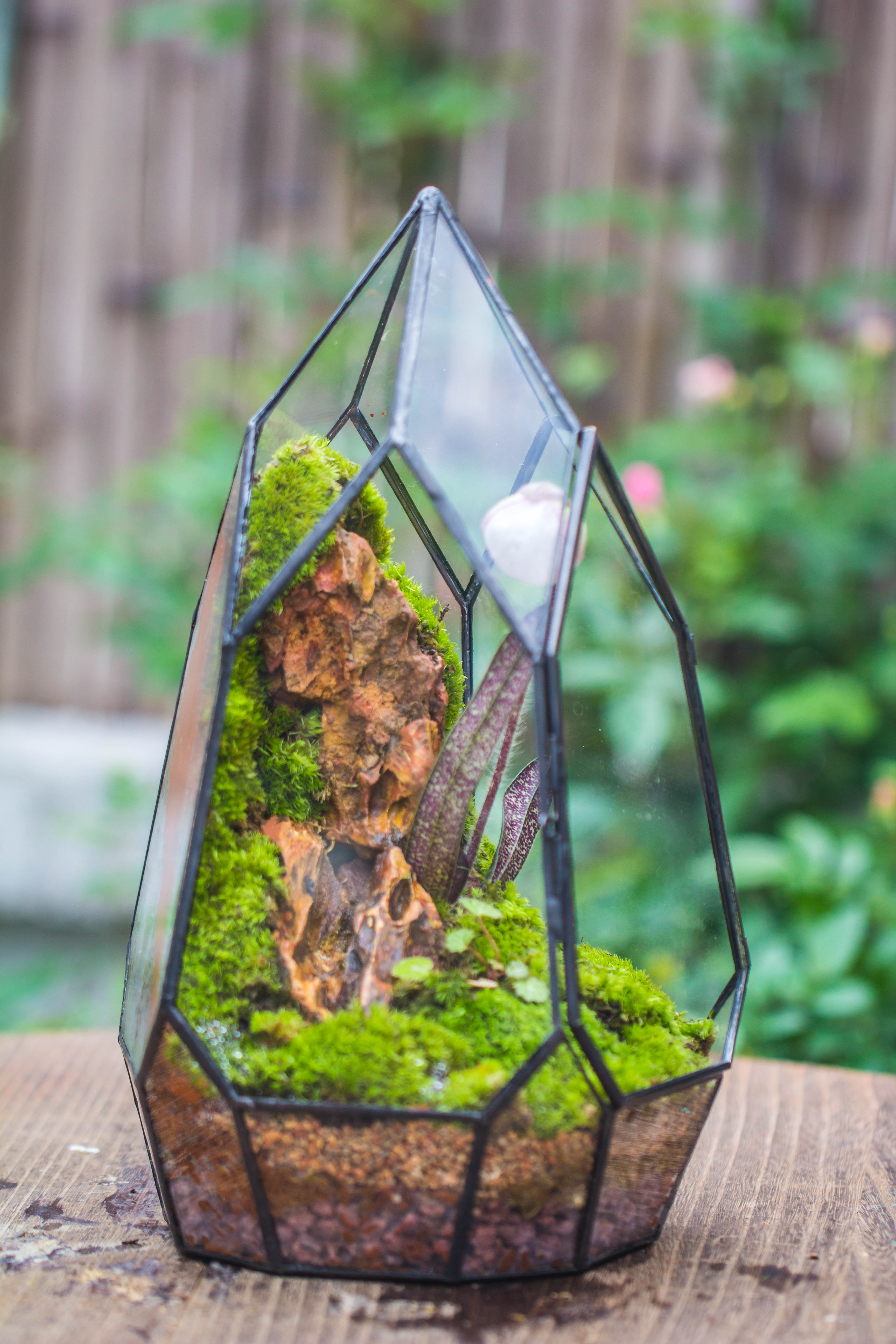 Cliff terrarium project: Live Moss Cliff TearDrop Close Terrarium Building Kit with matching LED Grow Light and Base - NCYPgarden