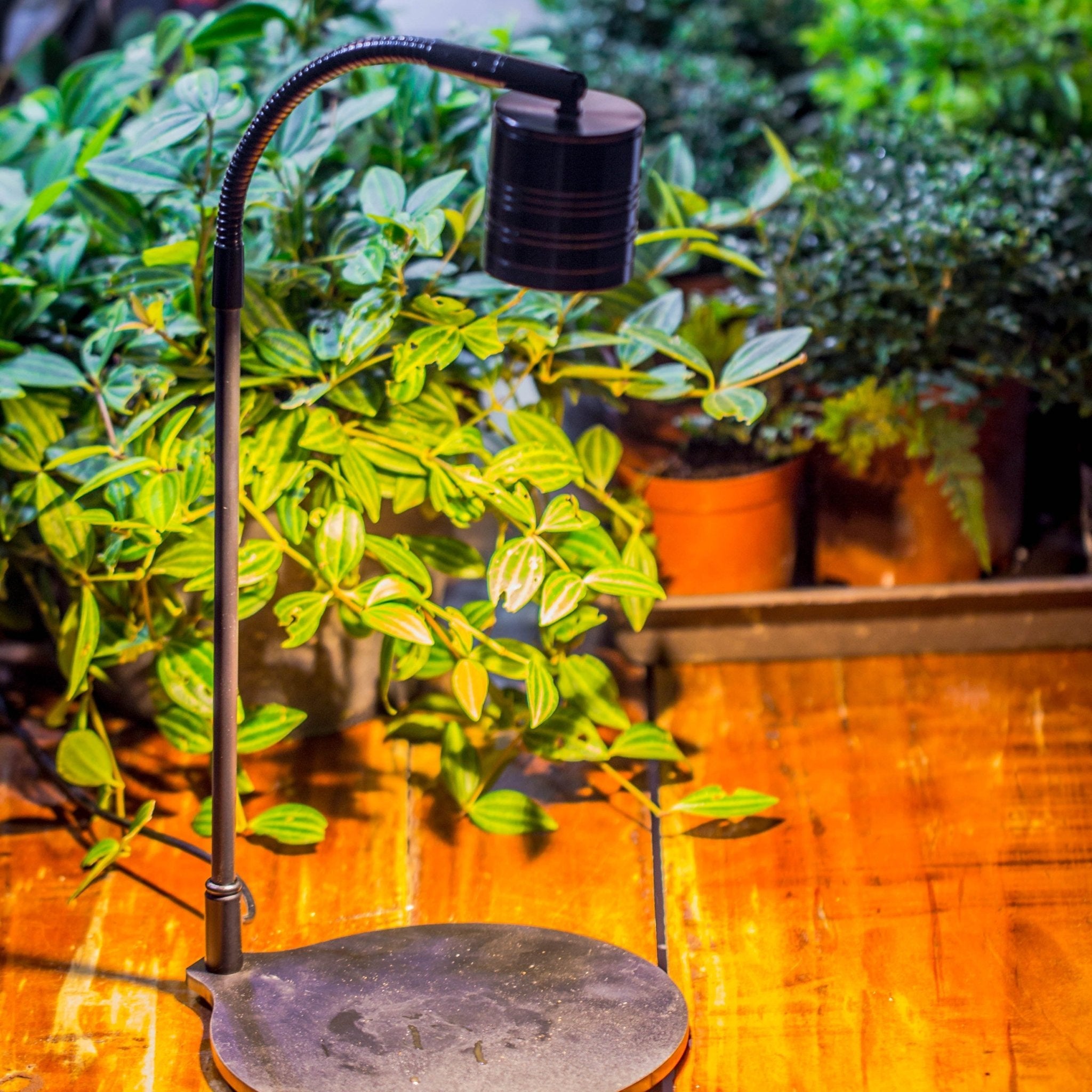 plant grow light with stand 5W Warm White Black LED Grow Light adjustable with Black Matte Stand, or terrarium, moss, shade plants, Multi Size Available customizable -34cm / 13.4