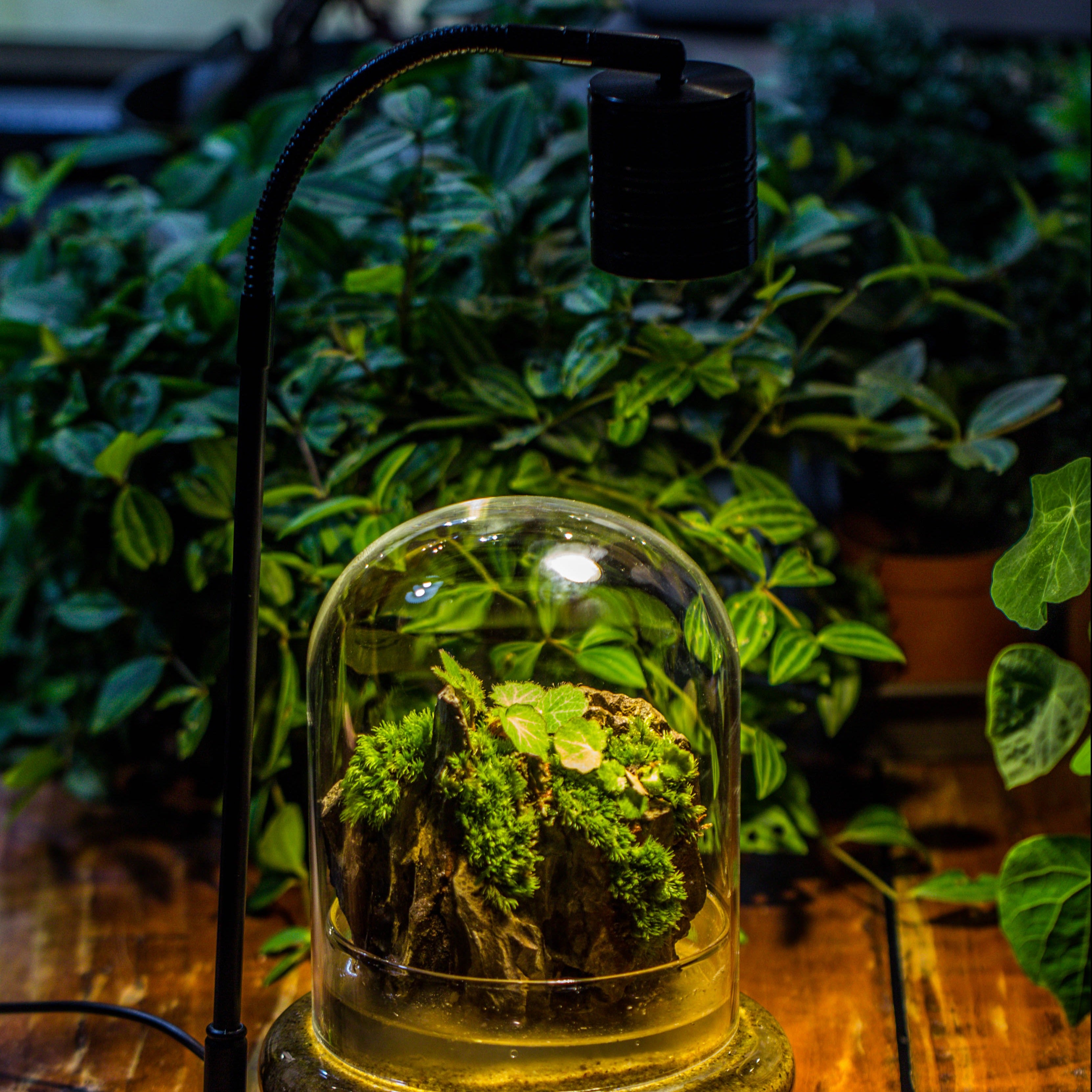 5W Warm White Black LED Grow Light adjustable with Black Matte Stand, or terrarium, moss, shade plants, Multi Size Available customizable     -34cm / 13.4 - NCYPgarden