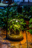 Round Glass Cloche terrarium 12 cm diameter x 15cm height with matching Warm White Spot LED grow Light and base set - NCYPgarden