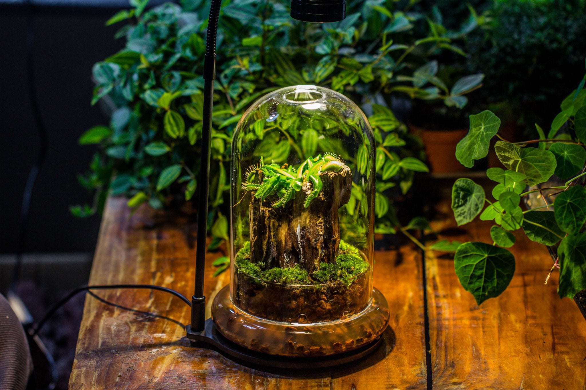 indoor cloche plants Round Glass Cloche terrarium 12 cm diameter x 18cm height with matching Warm White Spot LED grow Light and base set