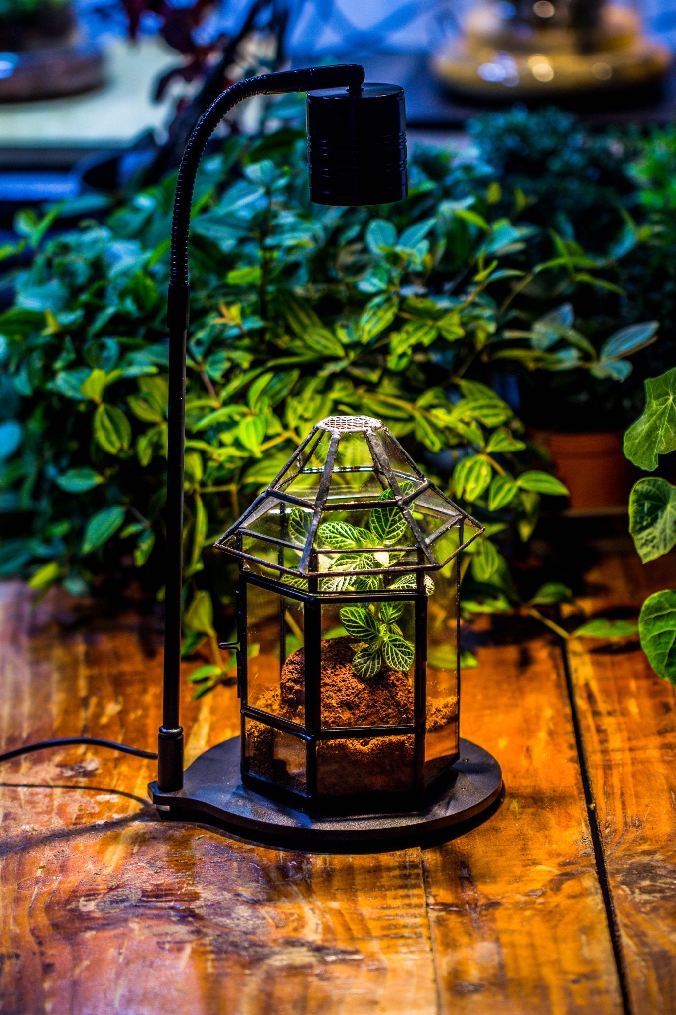 led lights for terrarium plants 5W Warm White Black LED Grow Light adjustable with Black Matte Stand, or terrarium, moss, shade plants, Multi Size Available customizable
