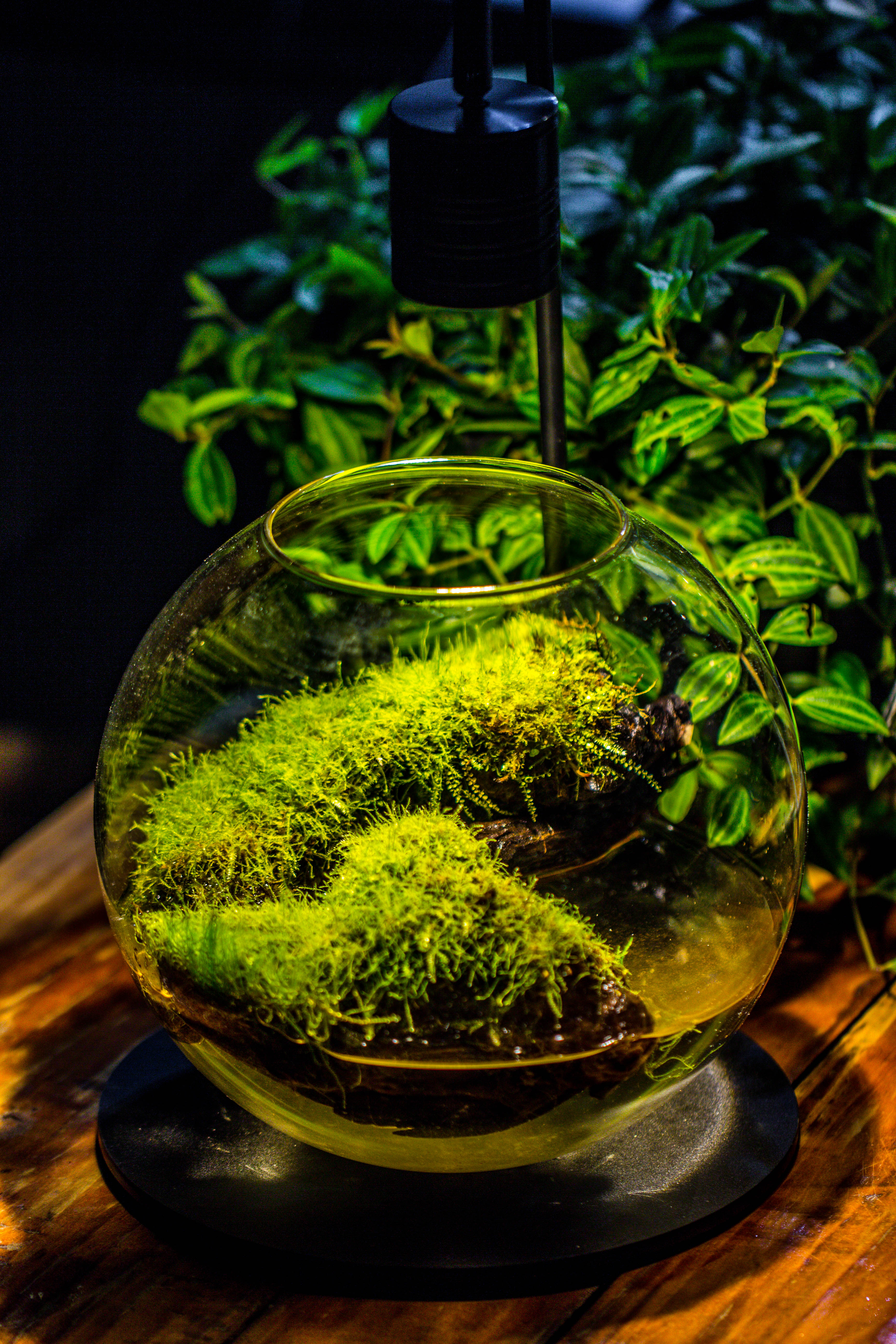 5W Warm White Black LED Grow Light adjustable with Black Matte Stand, or terrarium, moss, shade plants, Multi Size Available customizable     -34cm / 13.4 - NCYPgarden