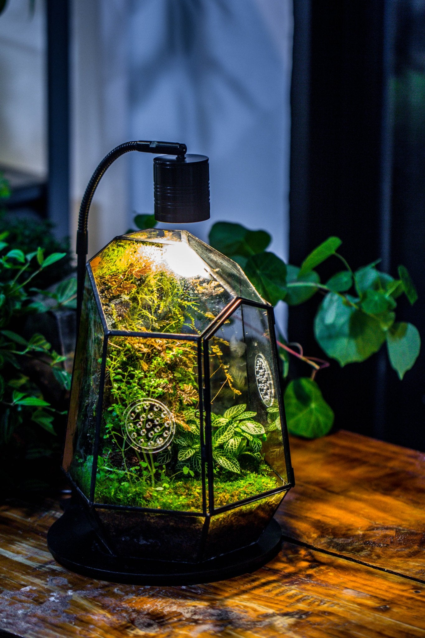 terrarium lights for plants 5W Warm White Black LED Grow Light adjustable with Black Matte Stand, or terrarium, moss, shade plants, Multi Size Available customizable -34cm / 13.4