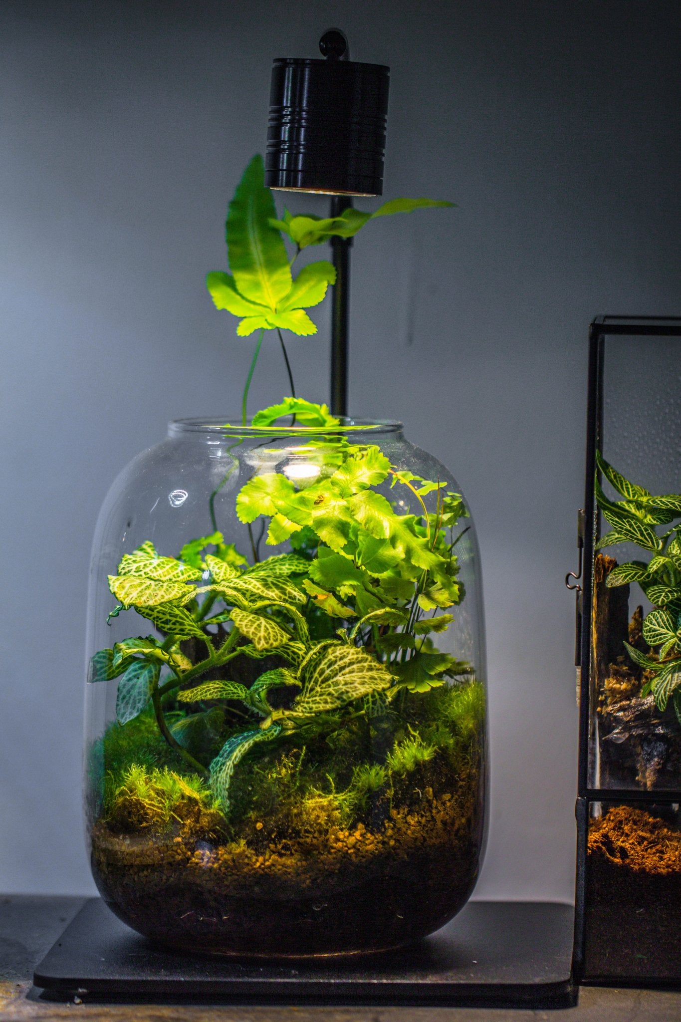plante terrarium Terrarium Planting Kit Glass Jar and Black LED Grow light with Base kit, with Planting Material, DIY Kit